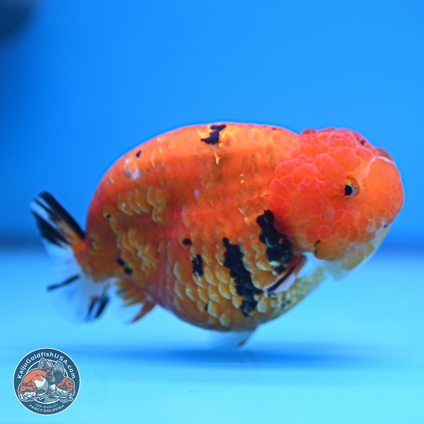 Gold Coin Sakura Ranchu 4.5 inches (241018_RC06) - Kaiju Goldfish USA