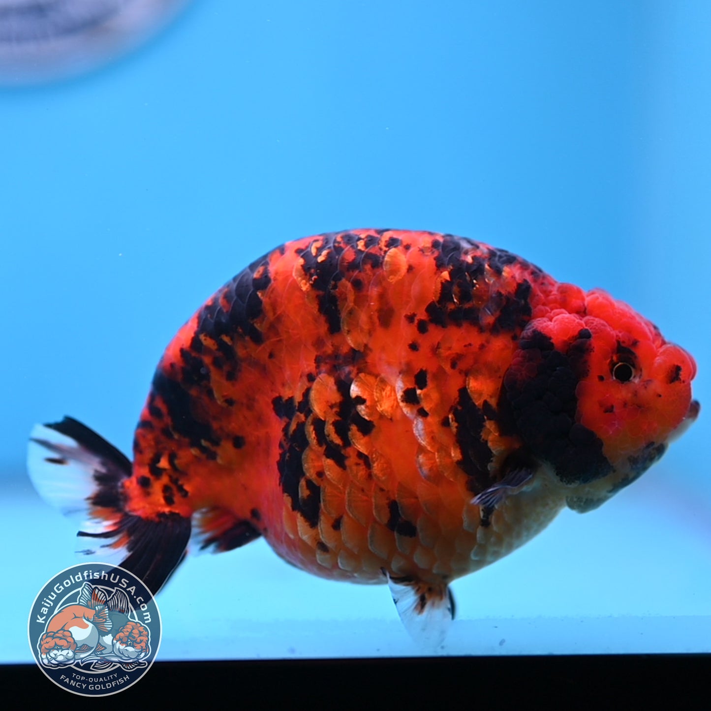 Jumbo Tiger Ranchu 5 inches Body (250509_RC06)