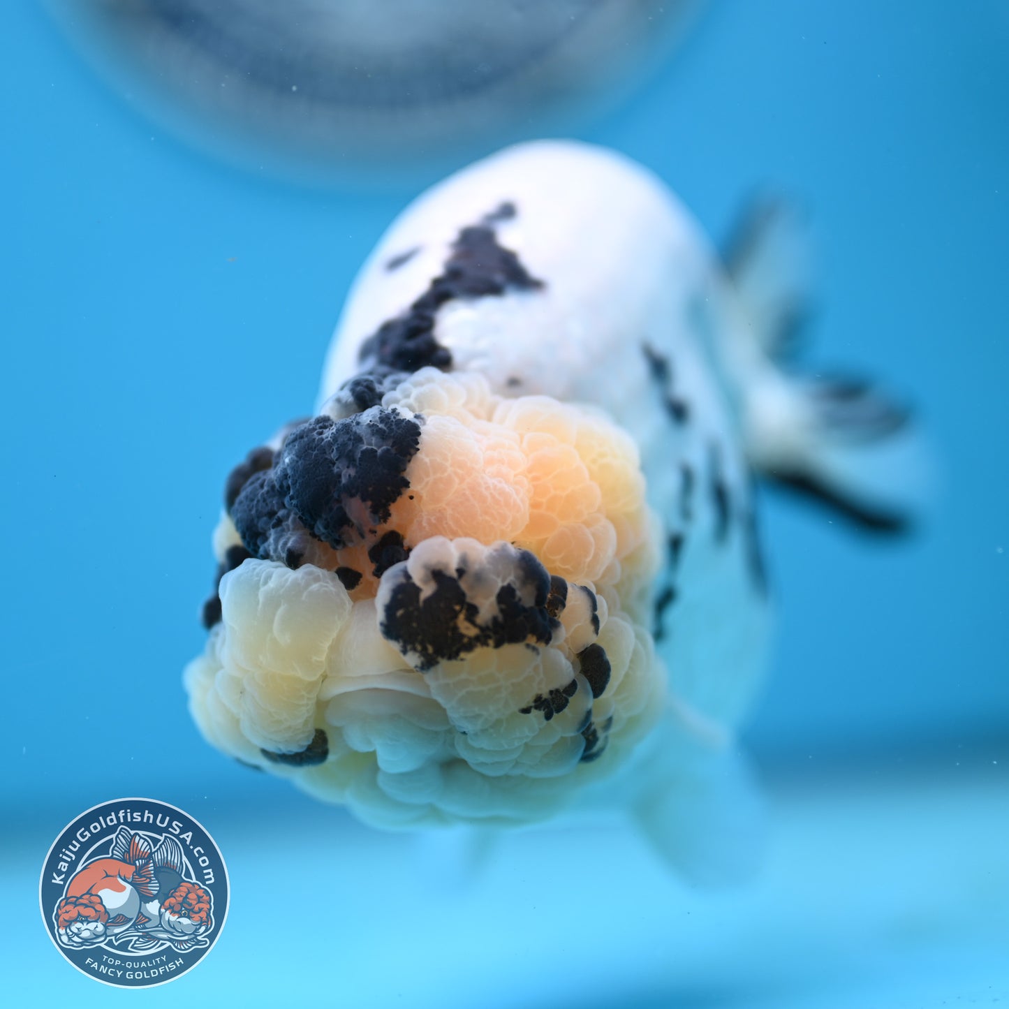Jumbo Panda Ranchu 5 inches Body (250502_RC06)