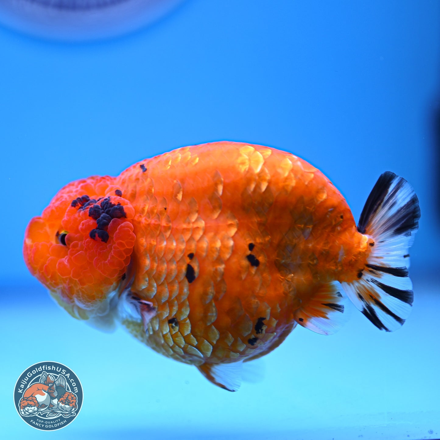 Gold Coin Sakura Ranchu 4.5 inches (241018_RC06) - Kaiju Goldfish USA