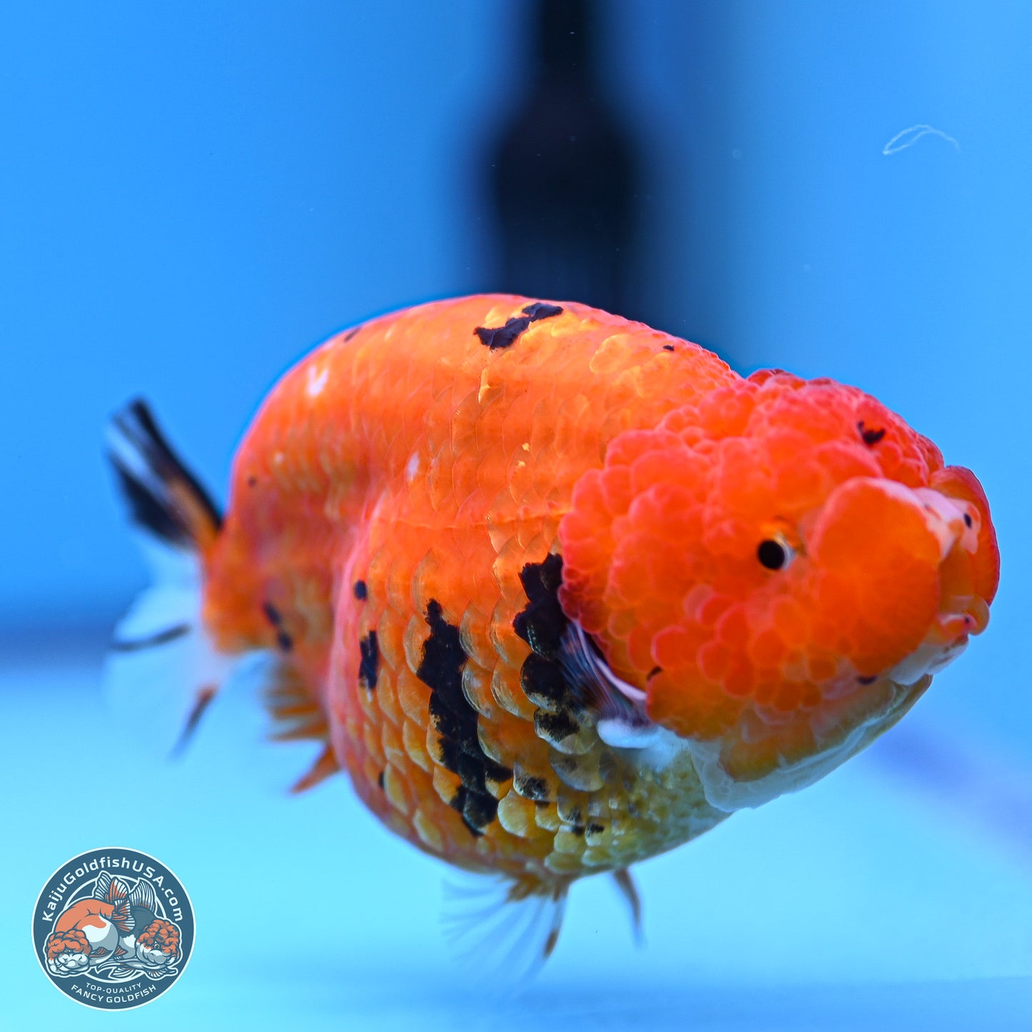 Gold Coin Sakura Ranchu 4.5 inches (241018_RC06) - Kaiju Goldfish USA