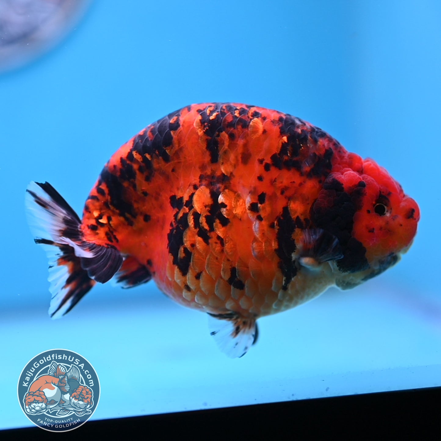 Jumbo Tiger Ranchu 5 inches Body (250509_RC06)
