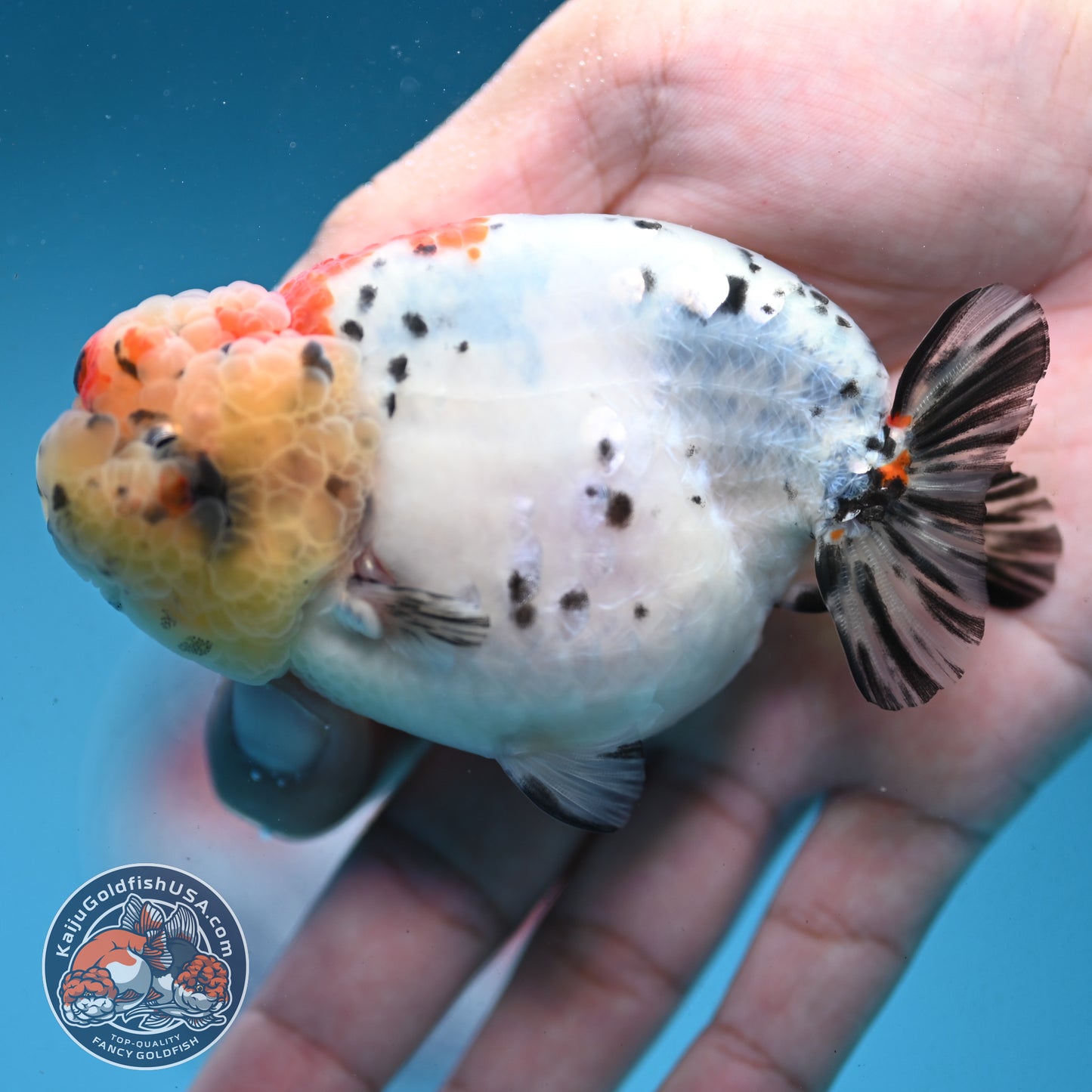 Calico Ranchu 3.5 inch Body (251003_RC06)