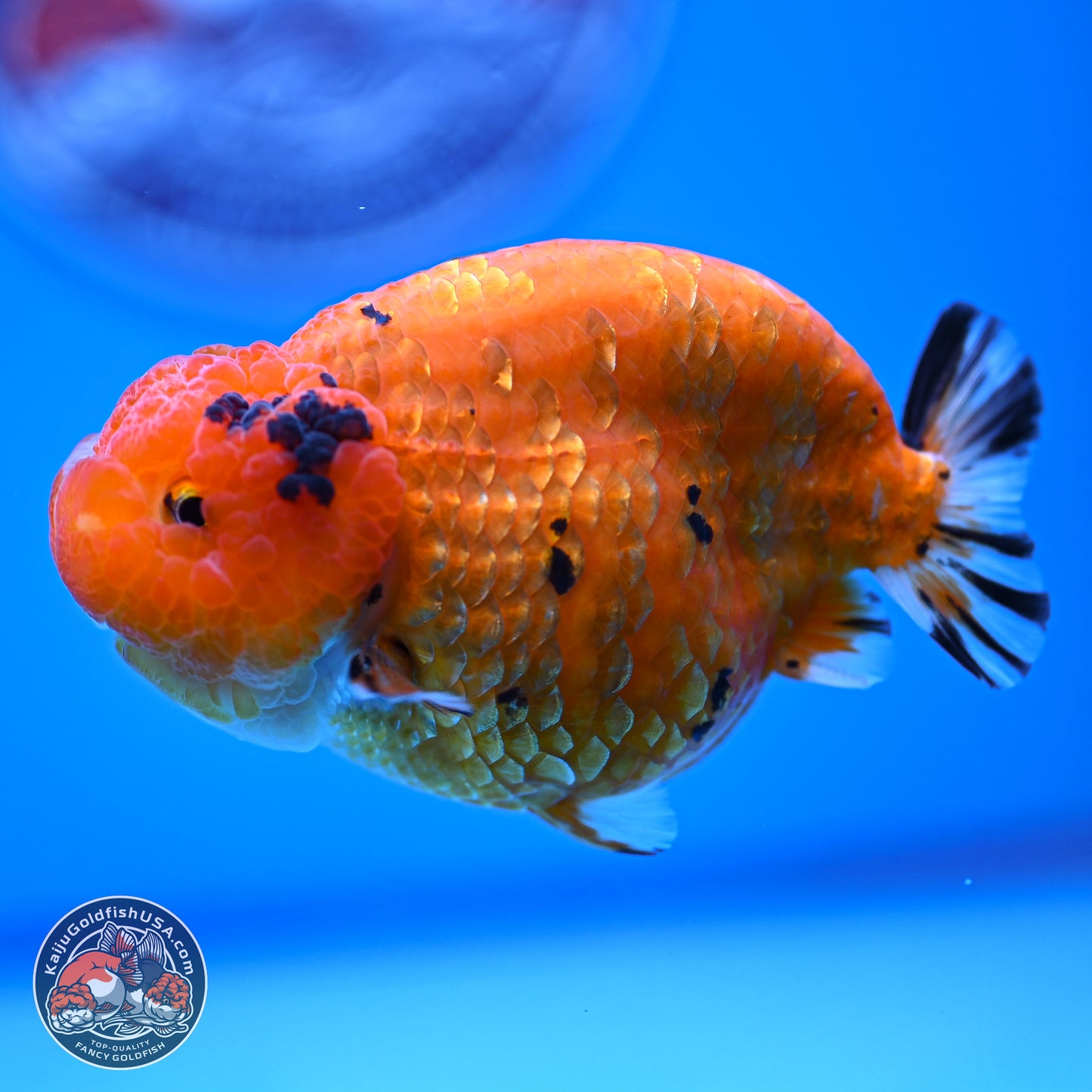 Gold Coin Sakura Ranchu 4.5 inches (241018_RC06) - Kaiju Goldfish USA