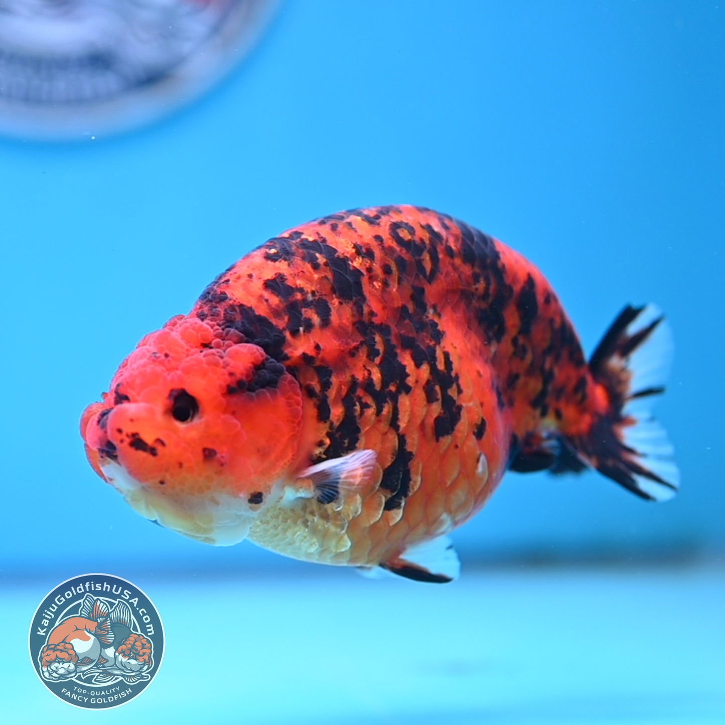 Jumbo Tiger Ranchu 5 inches Body (250509_RC06)