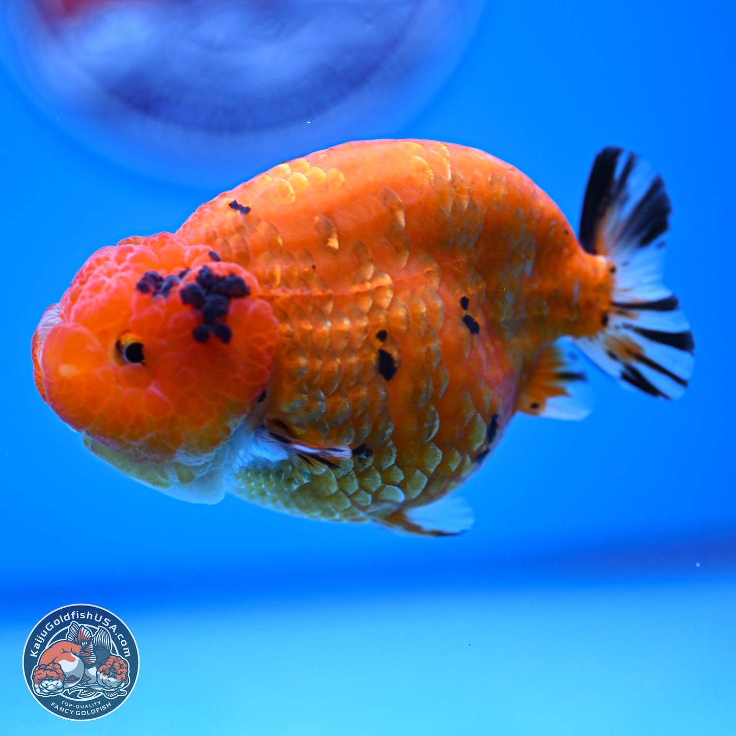 Gold Coin Sakura Ranchu 4.5 inches (241018_RC06) - Kaiju Goldfish USA