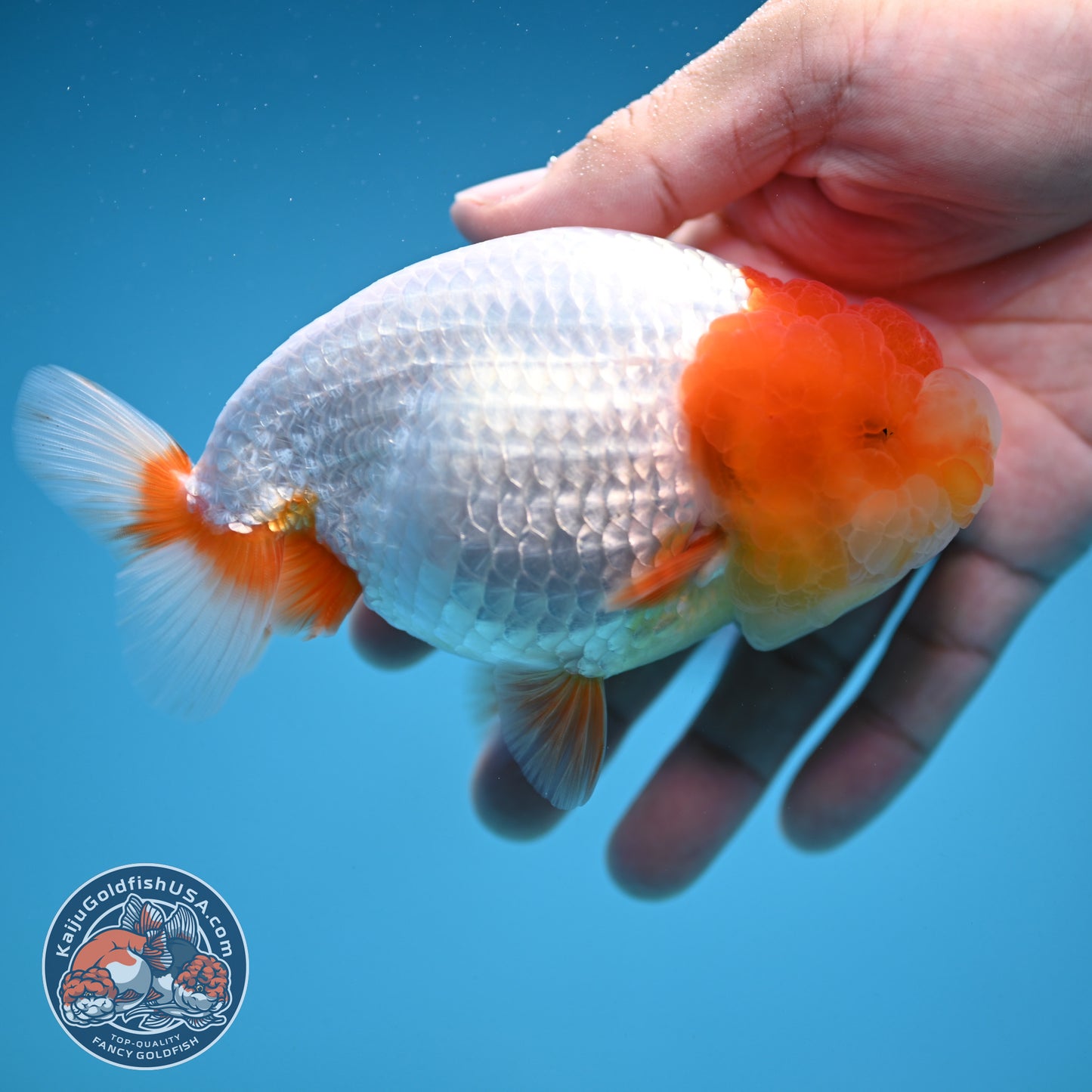 Red Head Jelly Face Ranchu 4.5 inch Body (250912_RC06)