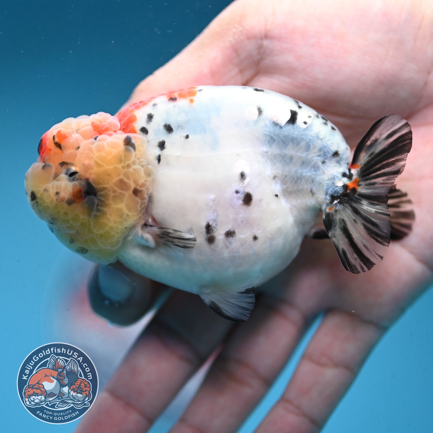 Calico Ranchu 3.5 inch Body (251003_RC06)