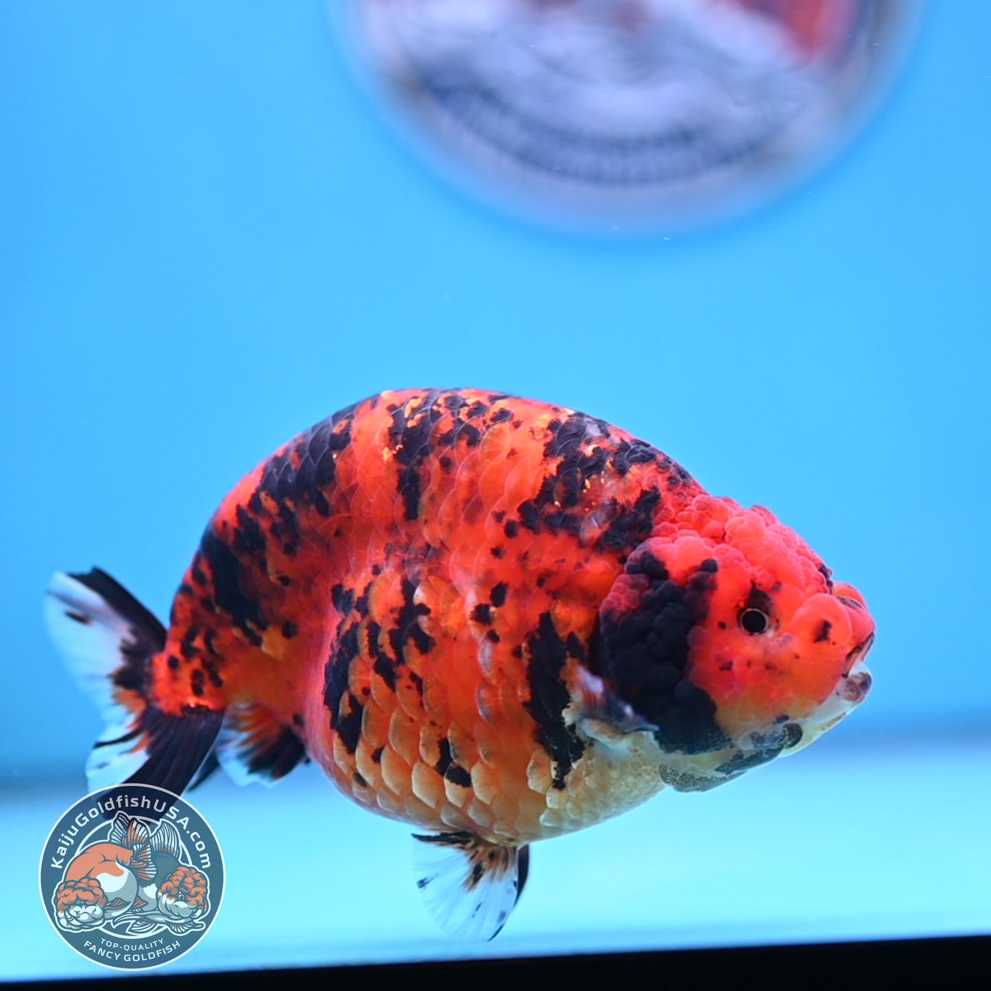 Jumbo Tiger Ranchu 5 inches Body (250509_RC06)