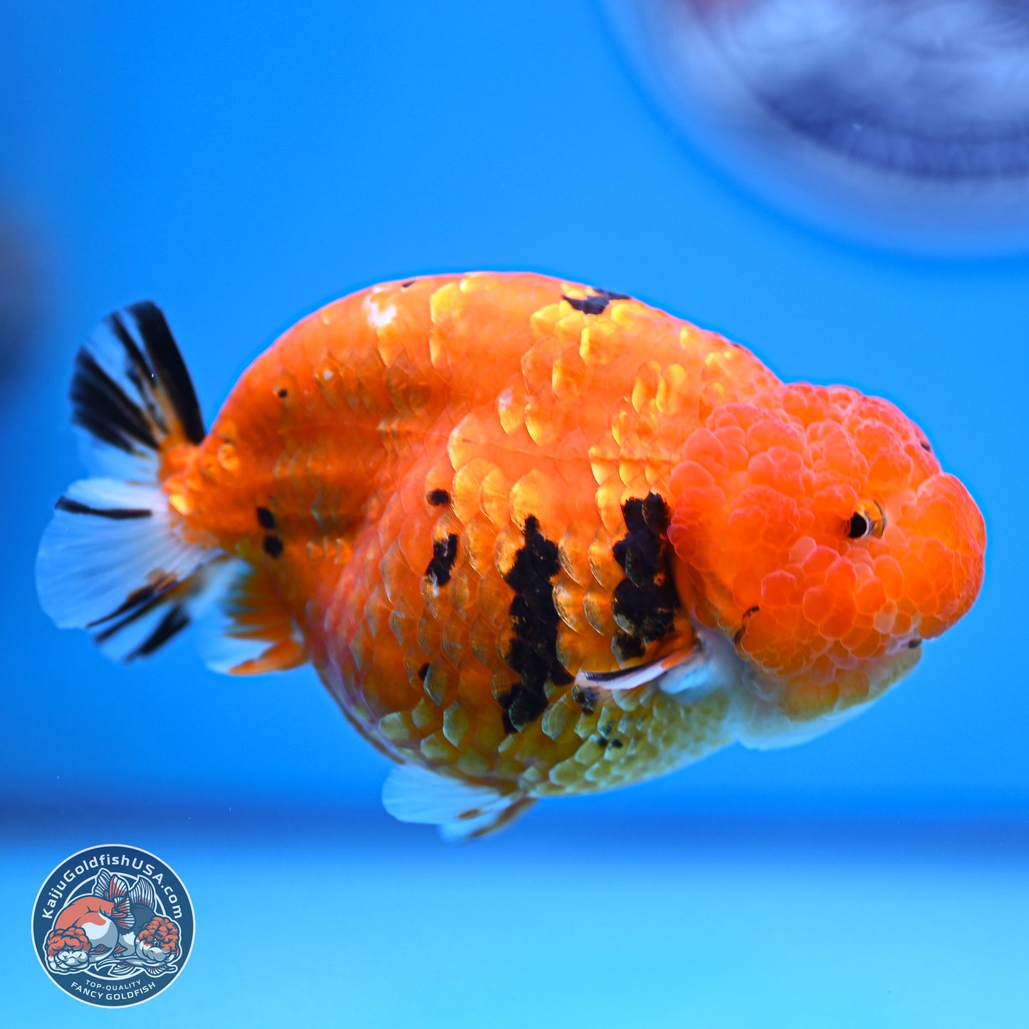 Gold Coin Sakura Ranchu 4.5 inches (241018_RC06) - Kaiju Goldfish USA
