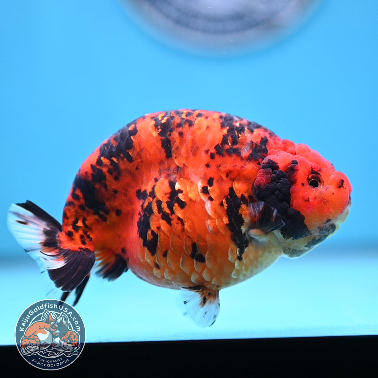 Jumbo Tiger Ranchu 5 inches Body (250509_RC06)