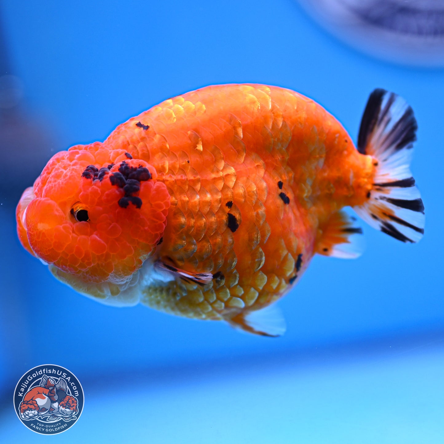 Gold Coin Sakura Ranchu 4.5 inches (241018_RC06) - Kaiju Goldfish USA