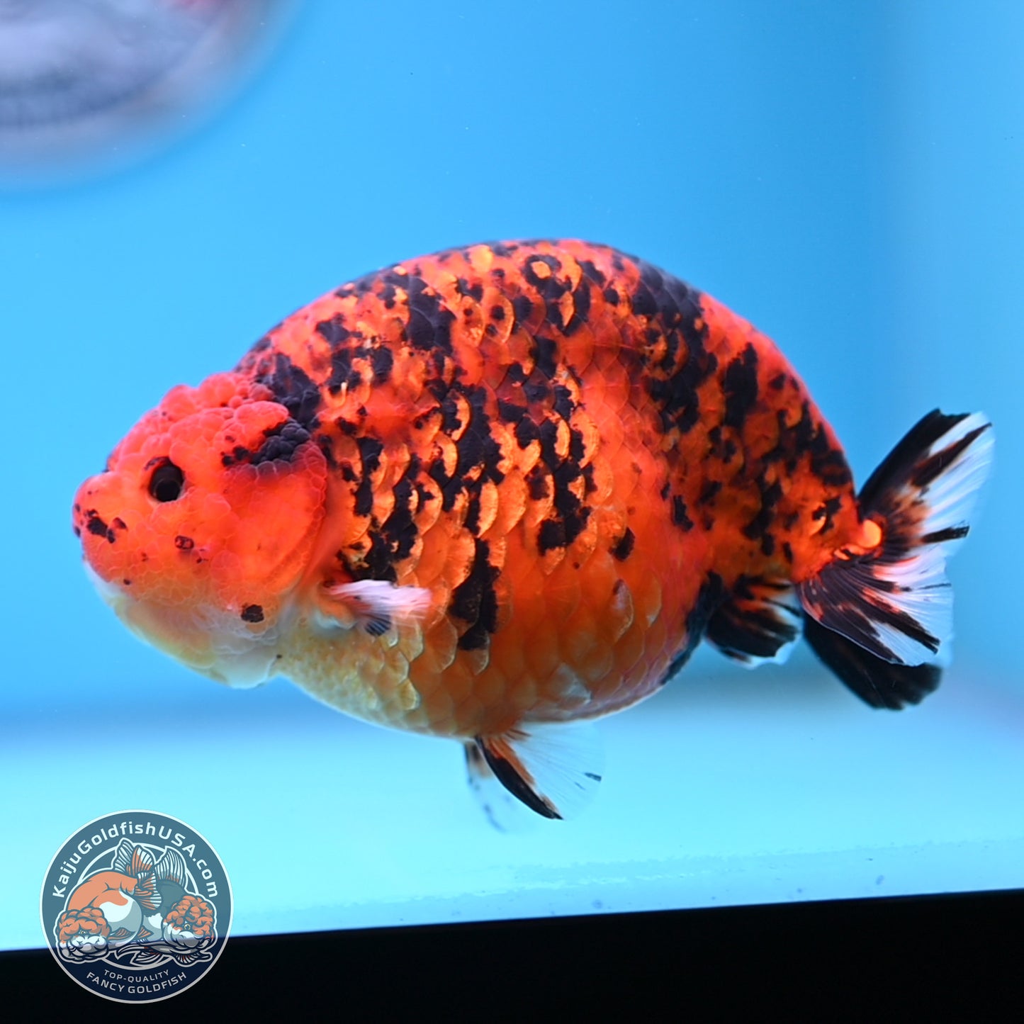 Jumbo Tiger Ranchu 5 inches Body (250509_RC06)