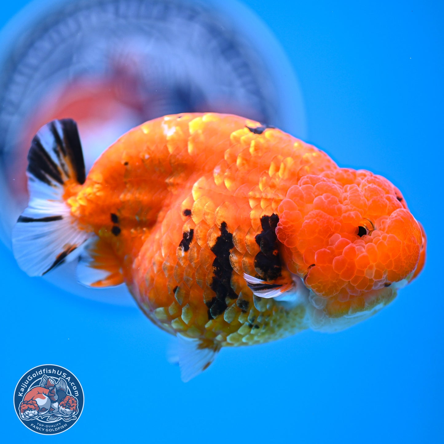 Gold Coin Sakura Ranchu 4.5 inches (241018_RC06) - Kaiju Goldfish USA