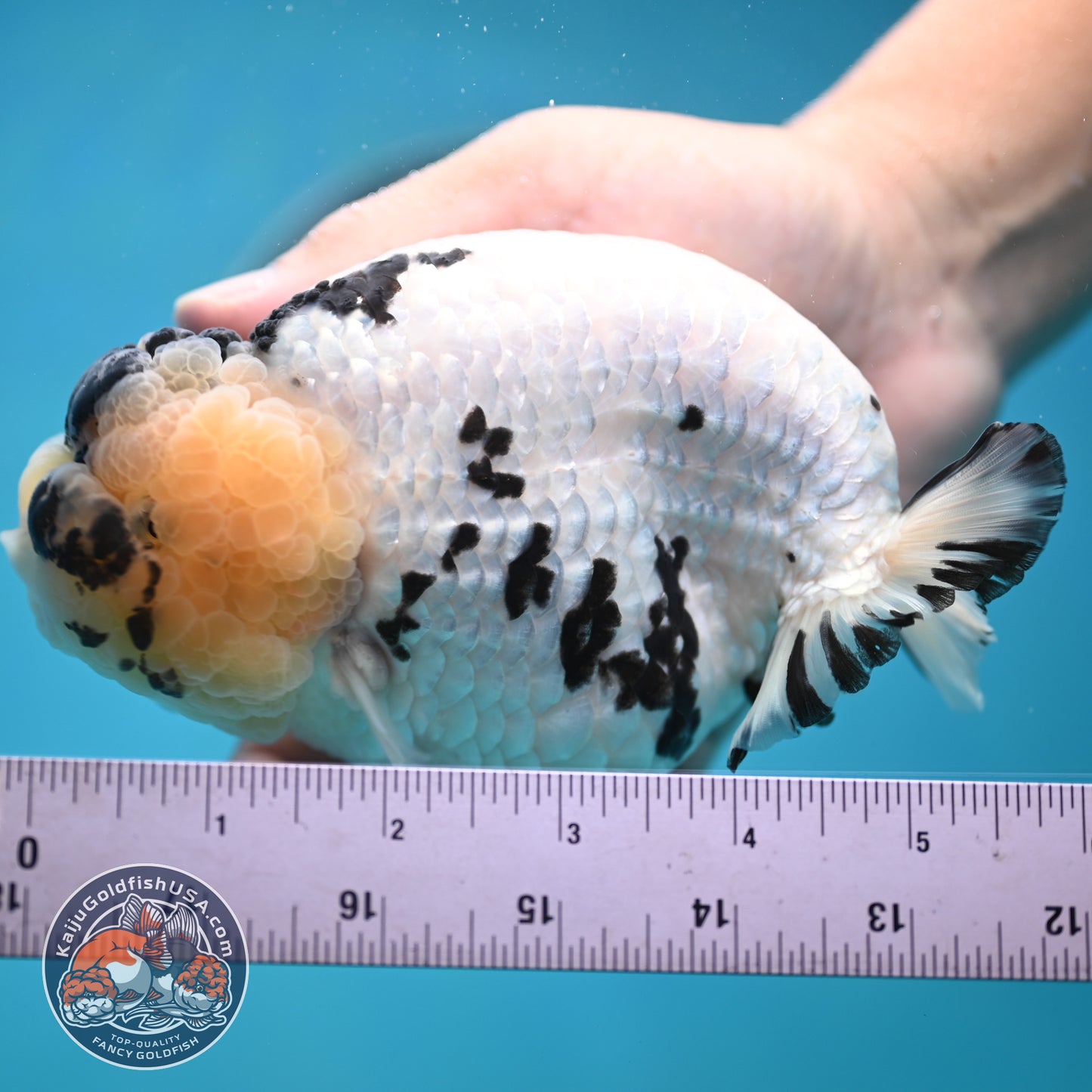 Jumbo Panda Ranchu 5 inches Body (250502_RC06)