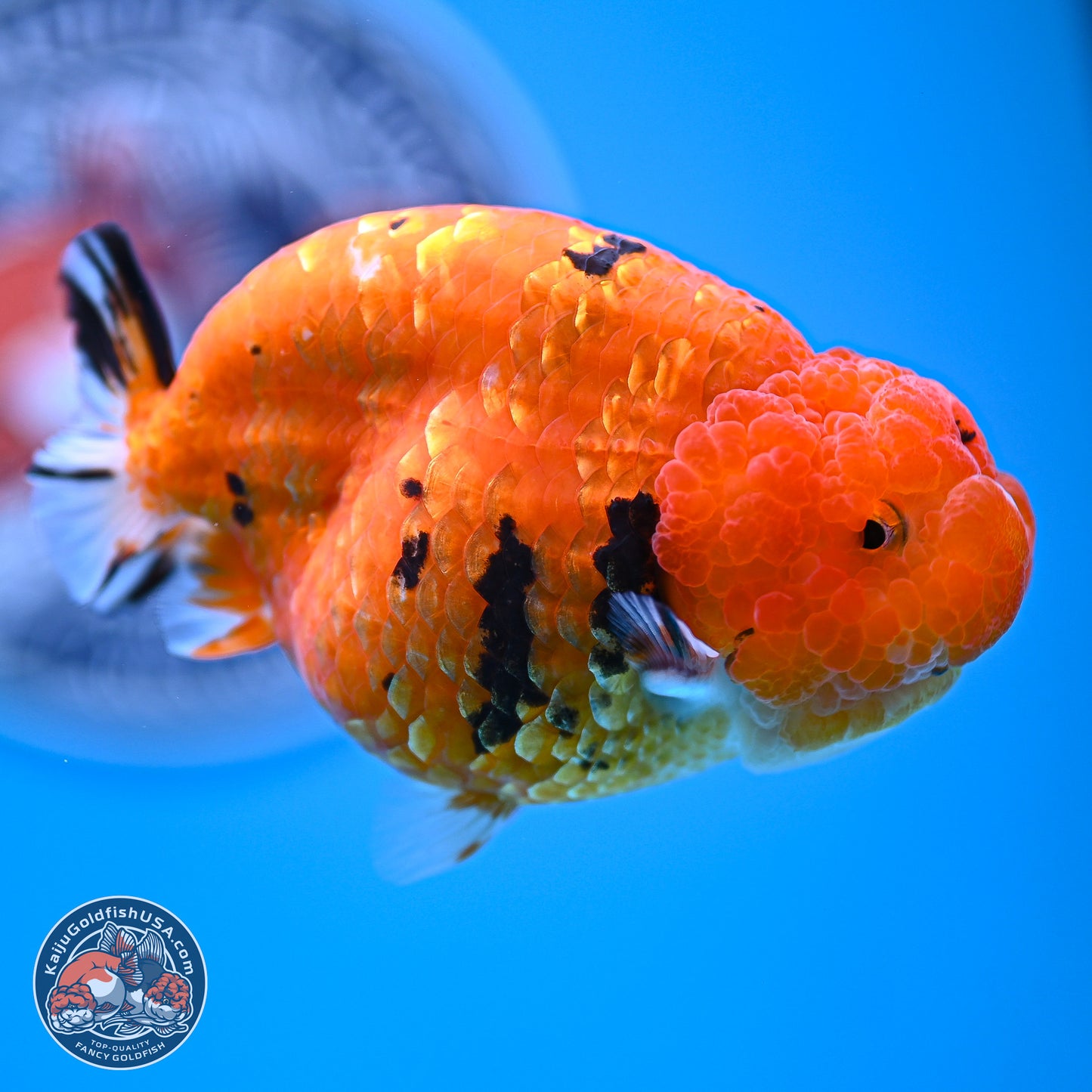 Gold Coin Sakura Ranchu 4.5 inches (241018_RC06) - Kaiju Goldfish USA
