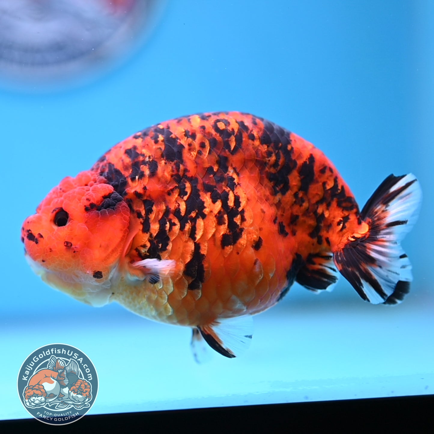 Jumbo Tiger Ranchu 5 inches Body (250509_RC06)