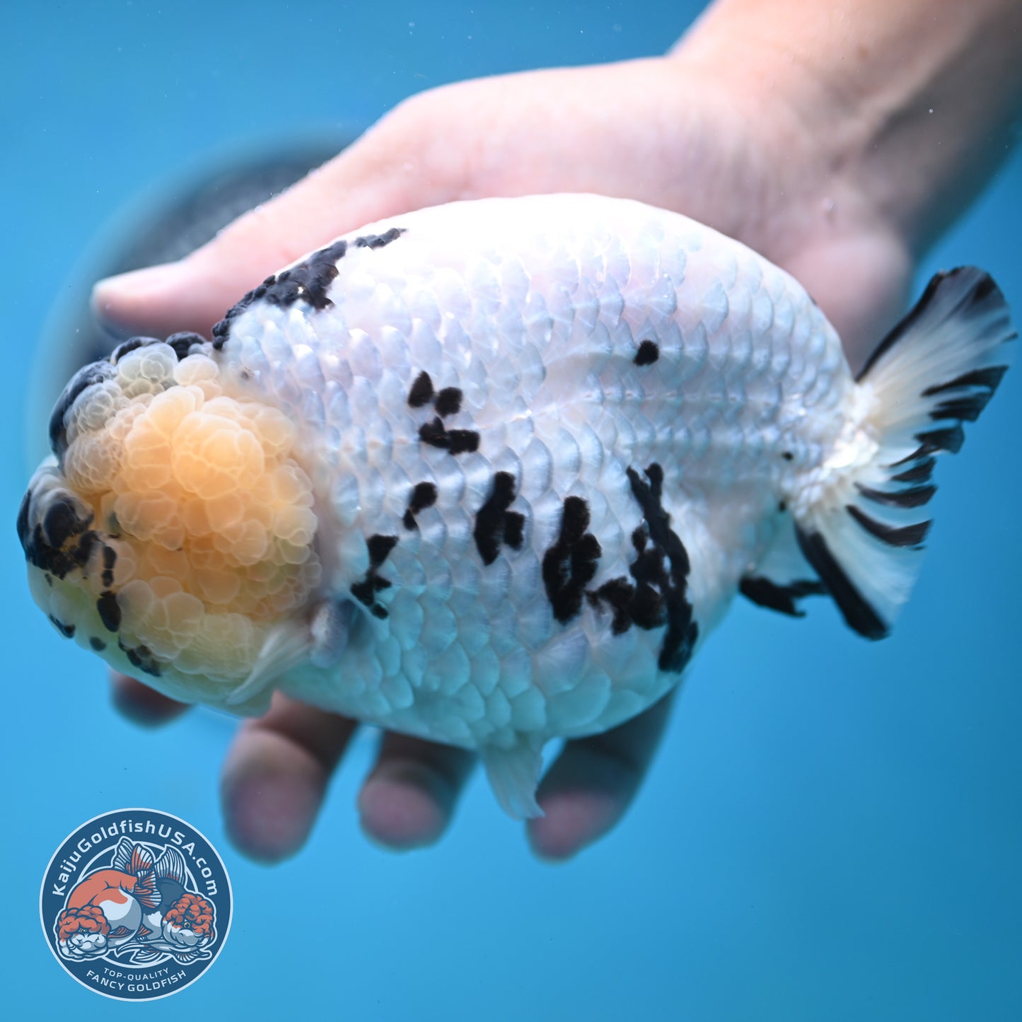 Jumbo Panda Ranchu 5 inches Body (250502_RC06)