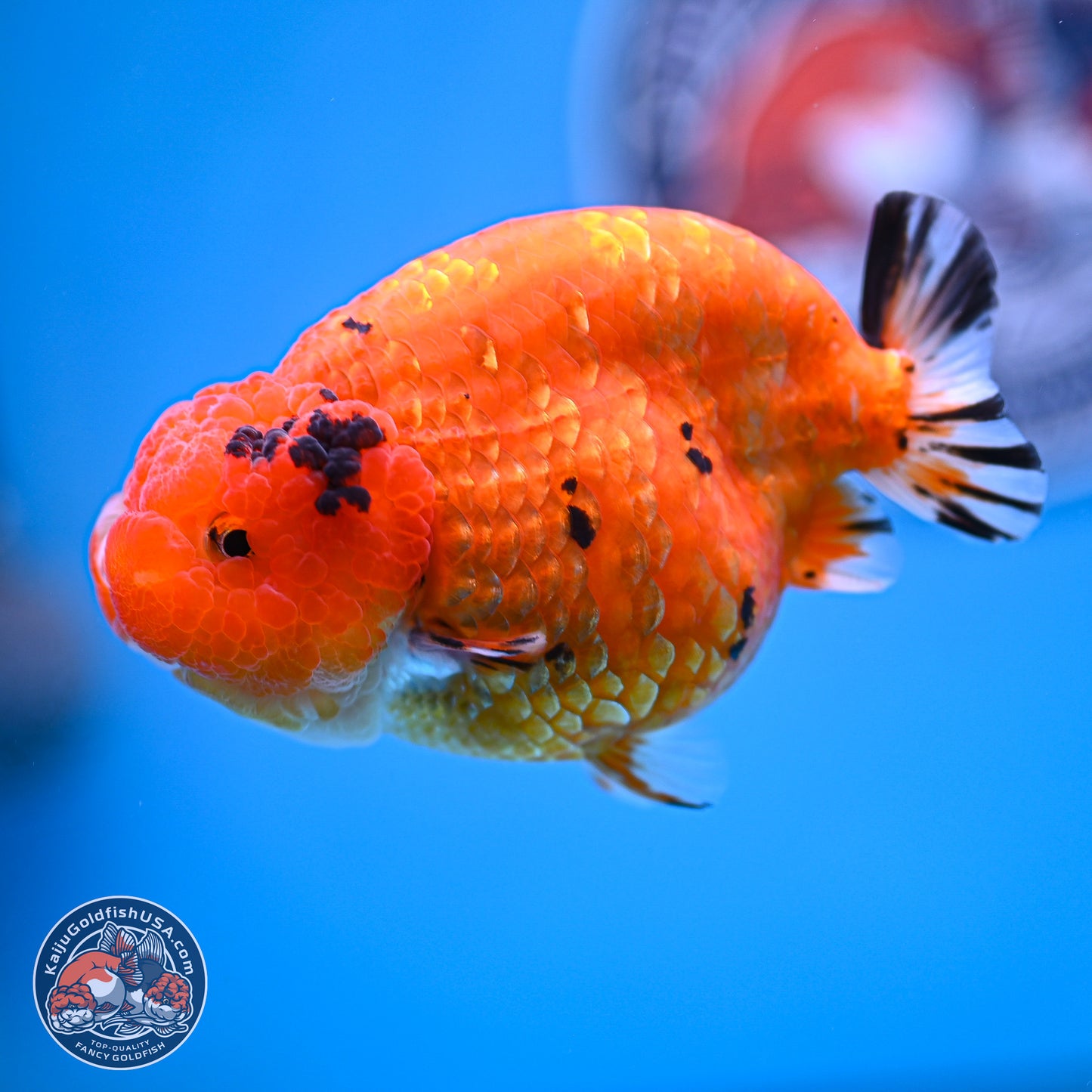 Gold Coin Sakura Ranchu 4.5 inches (241018_RC06) - Kaiju Goldfish USA