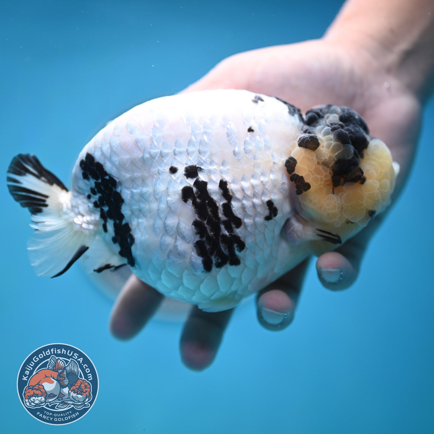 Jumbo Panda Ranchu 5 inches Body (250502_RC06)