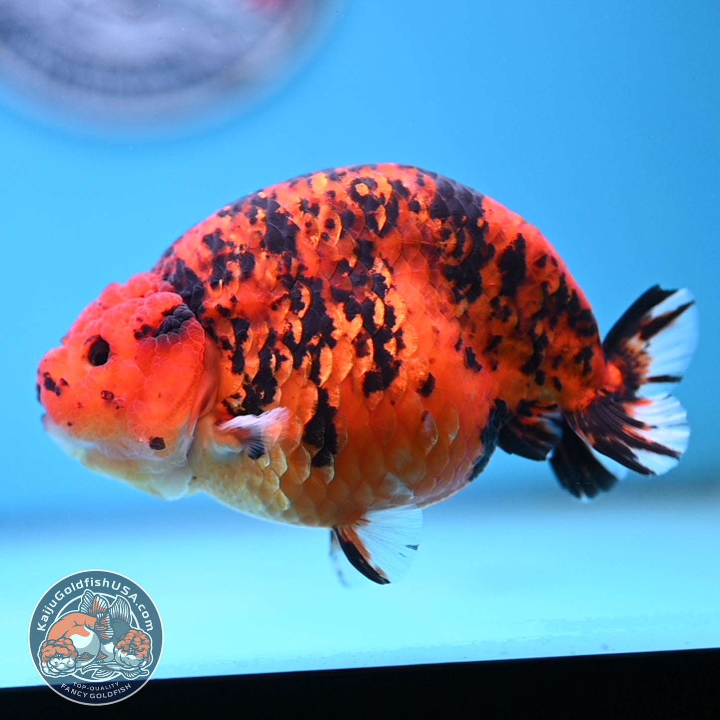 Jumbo Tiger Ranchu 5 inches Body (250509_RC06)