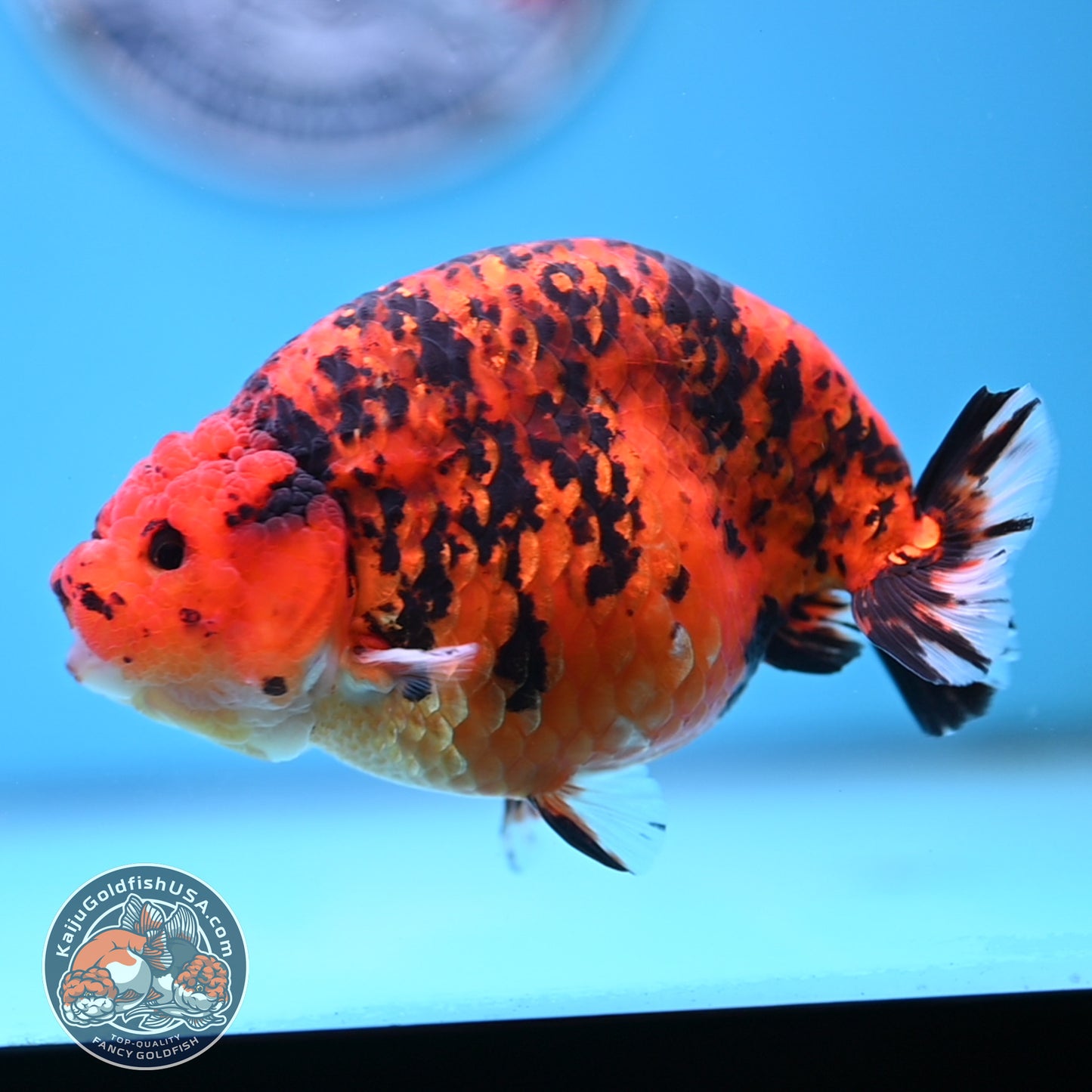 Jumbo Tiger Ranchu 5 inches Body (250509_RC06)