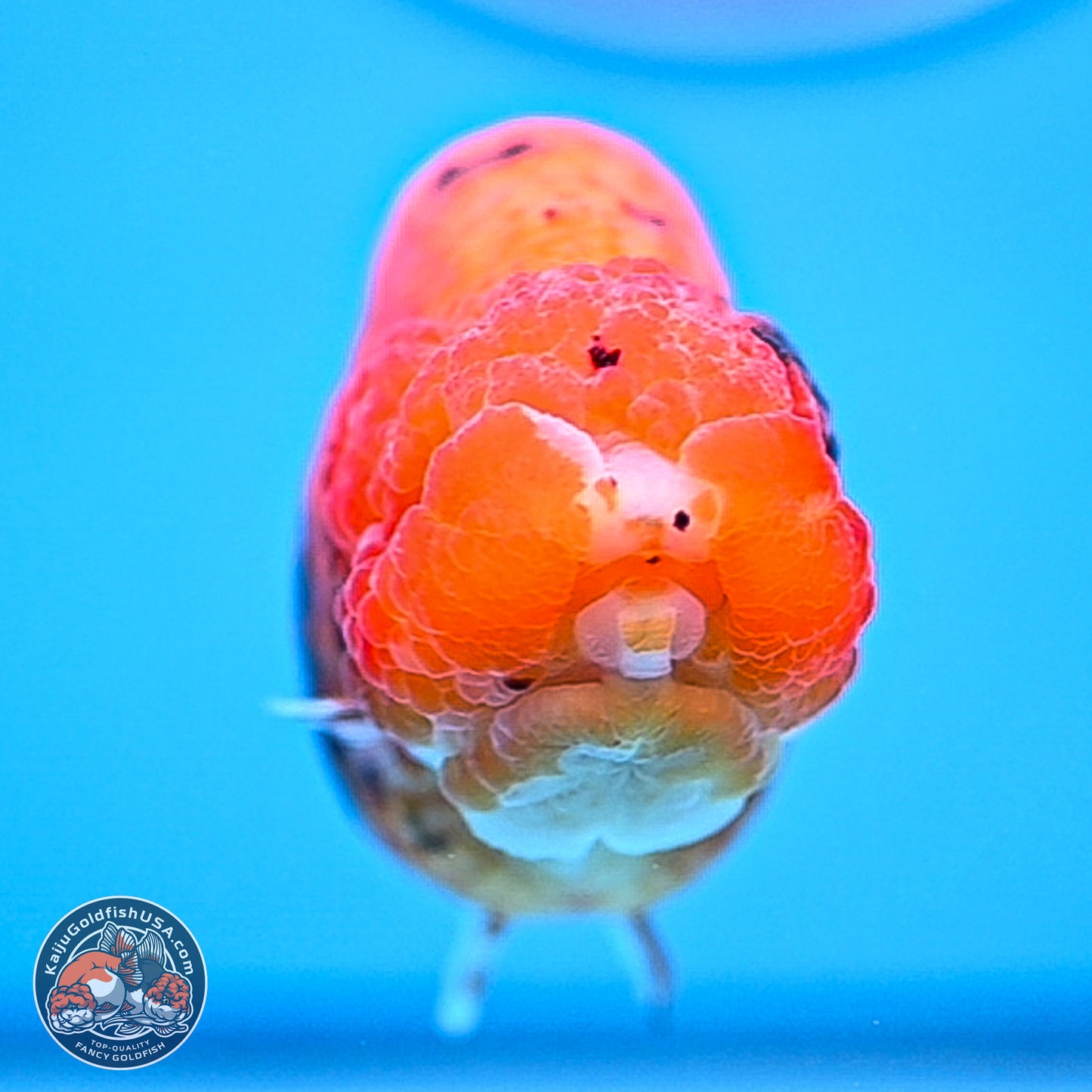 Gold Coin Sakura Ranchu 4.5 inches (241018_RC06) - Kaiju Goldfish USA