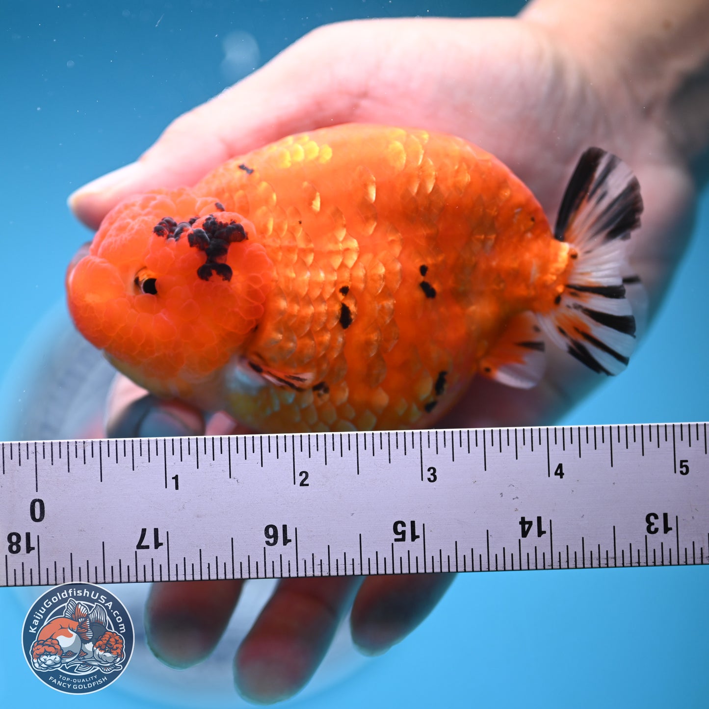 Gold Coin Sakura Ranchu 4.5 inches (241018_RC06) - Kaiju Goldfish USA