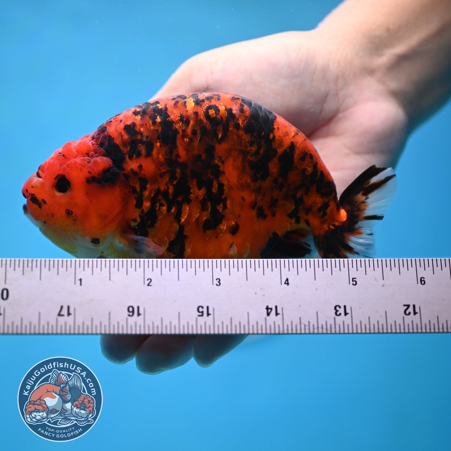 Jumbo Tiger Ranchu 5 inches Body (250509_RC06)