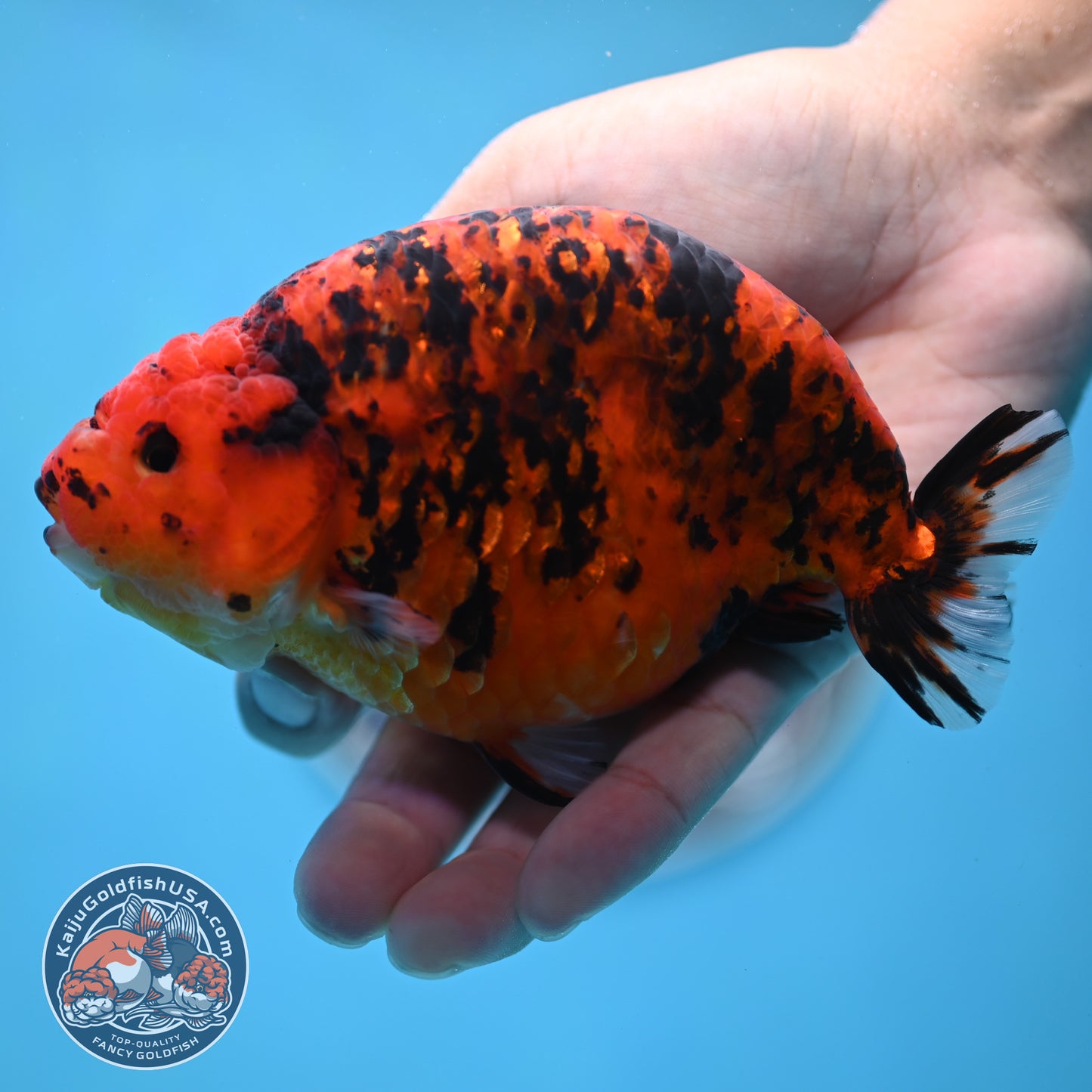 Jumbo Tiger Ranchu 5 inches Body (250509_RC06)