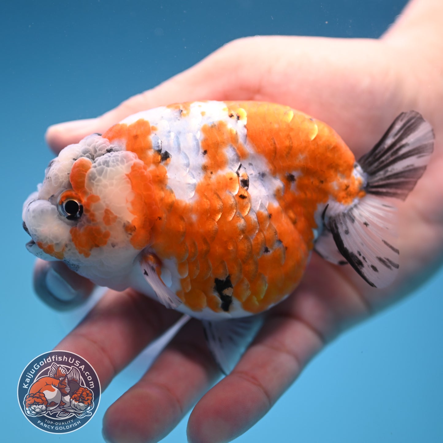 Tricolor Sakura Ranchu 4 inch Body (250905_RC06)