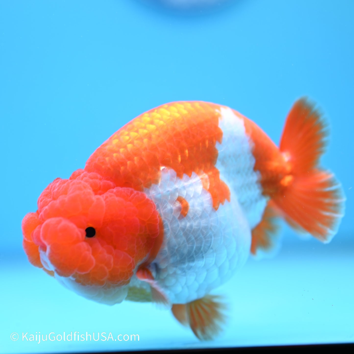 Red White Buffalo Ranchu 5 inches (240517_RC06) - Kaiju Goldfish USA