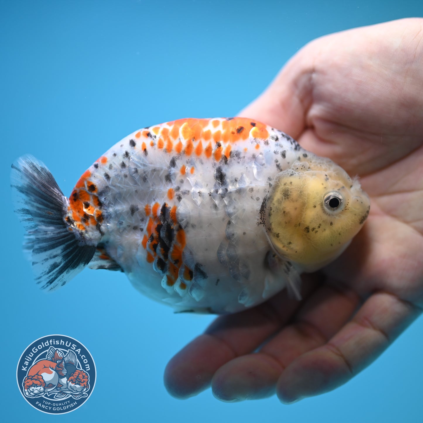 Blue Base Tricolor Ranchu 4.5 inch Body (250815_RC06)