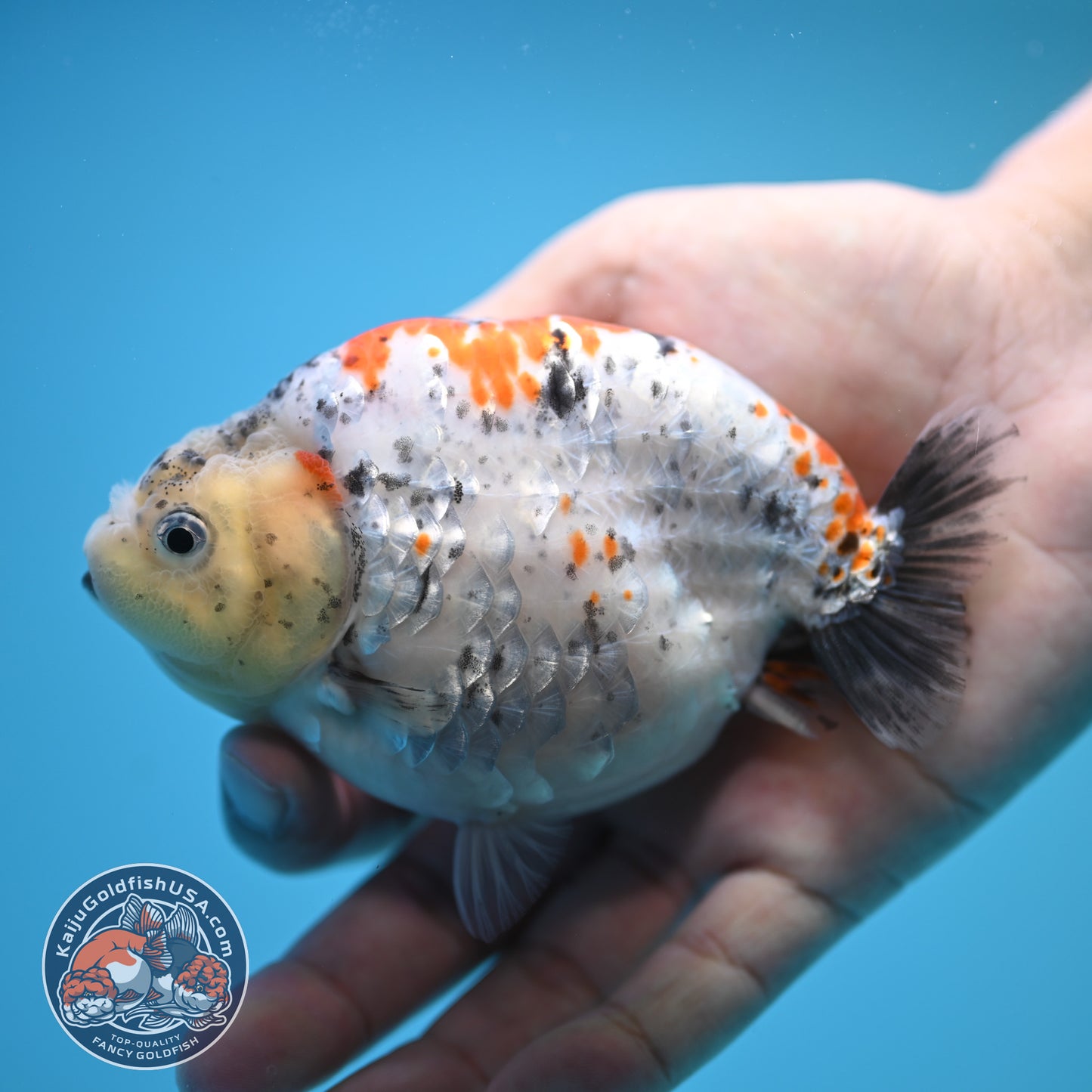 Blue Base Tricolor Ranchu 4.5 inch Body (250815_RC06)