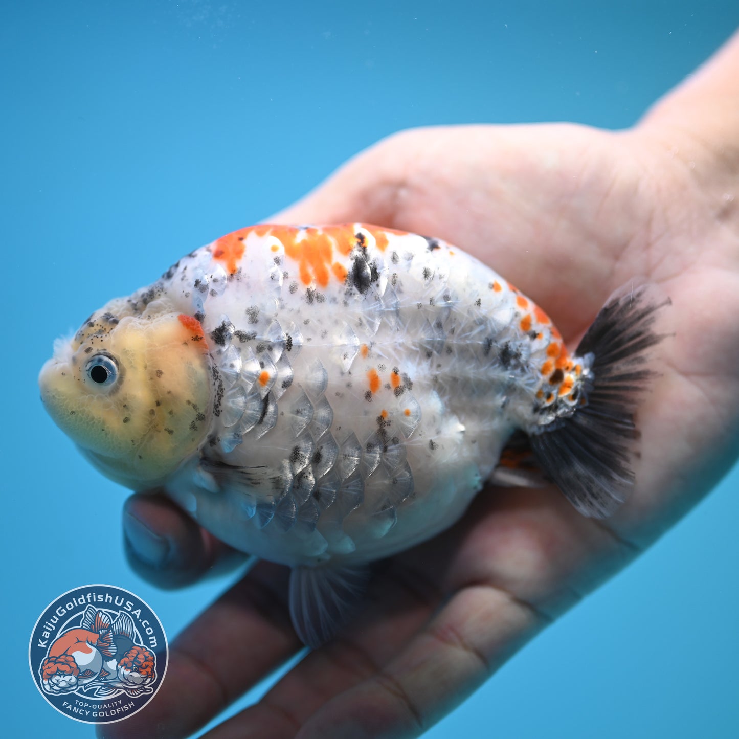 Blue Base Tricolor Ranchu 4.5 inch Body (250815_RC06)