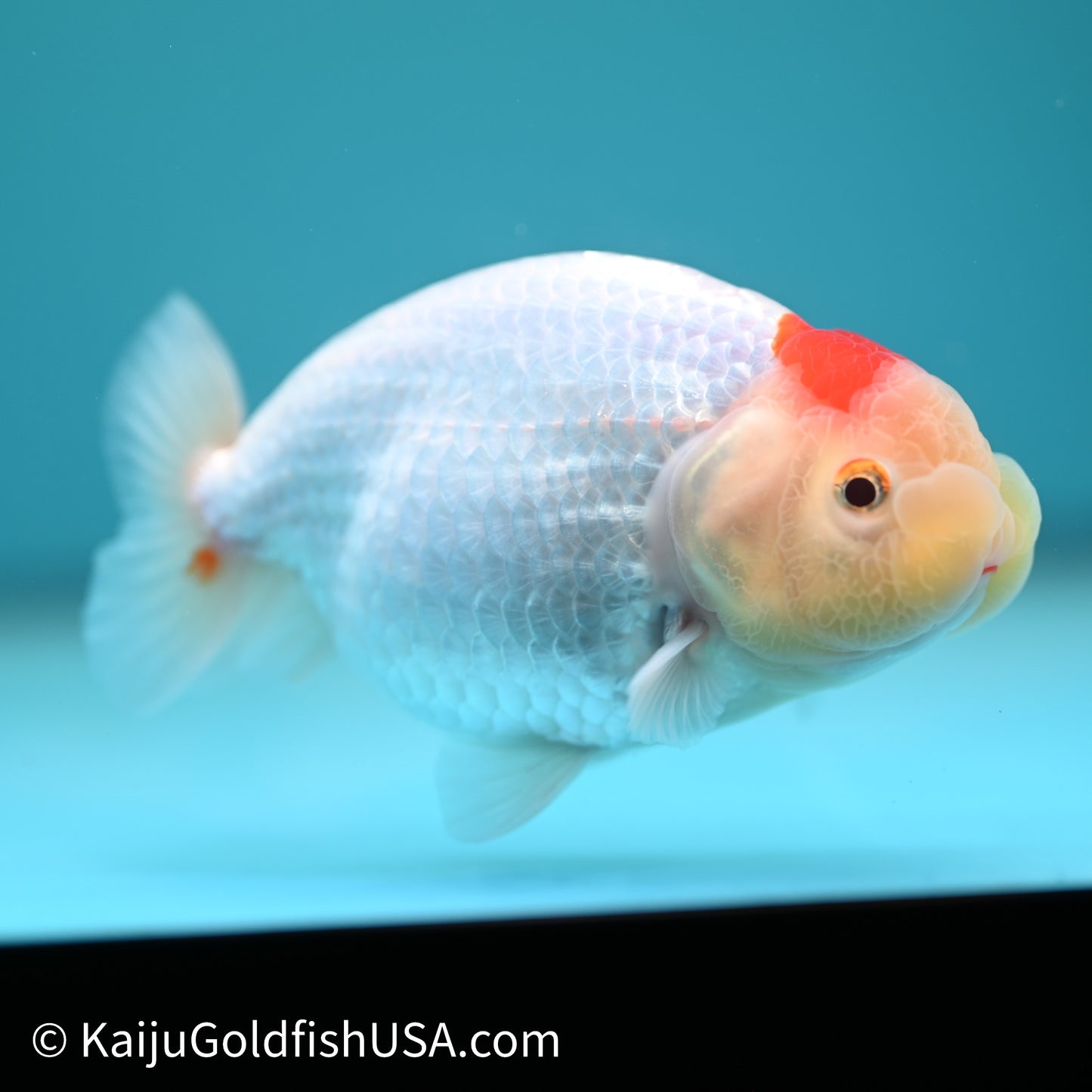 Tancho Red White Buffalo Ranchu 4in Body (240614_RC06) - Kaiju Goldfish USA