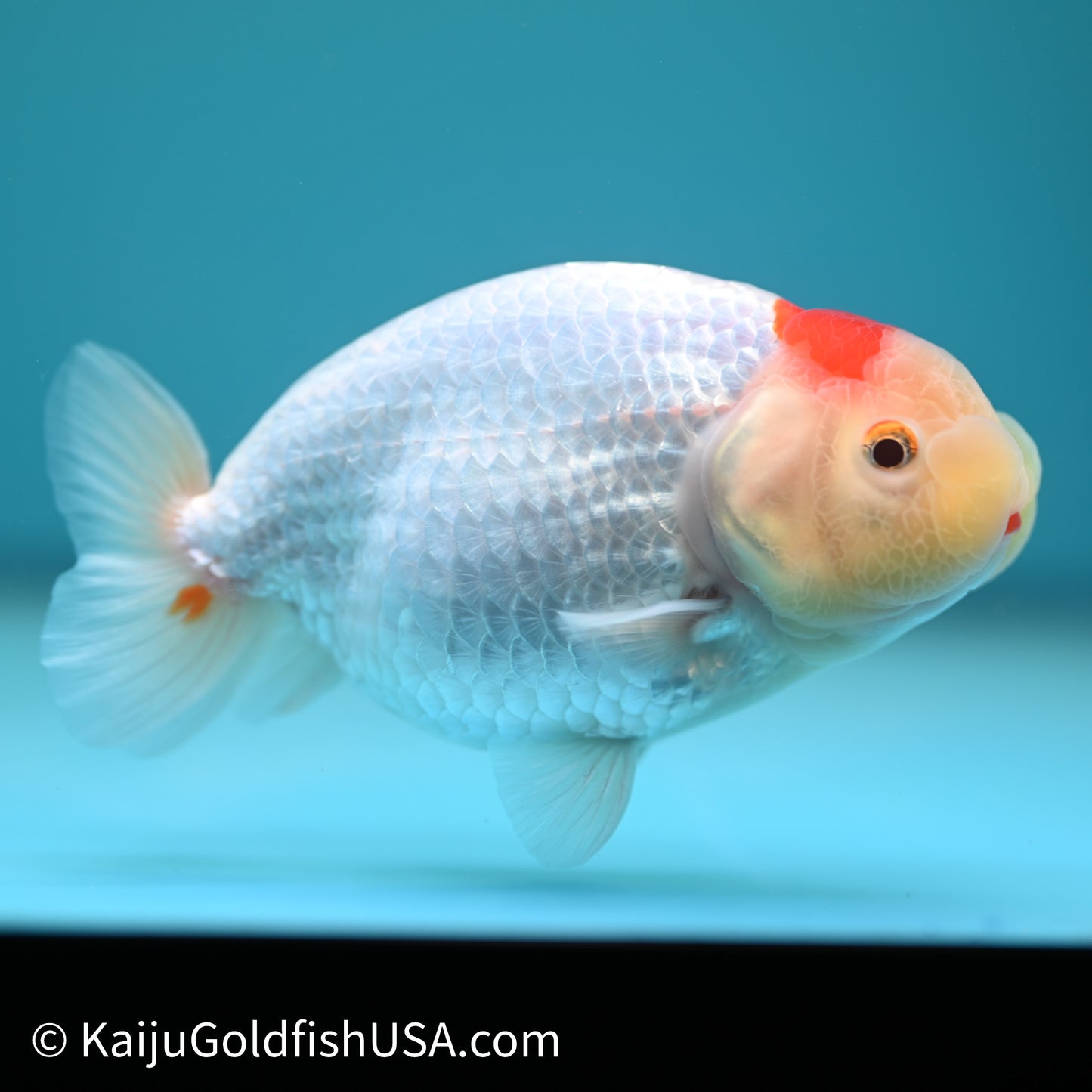 Tancho Red White Buffalo Ranchu 4in Body (240614_RC06) - Kaiju Goldfish USA