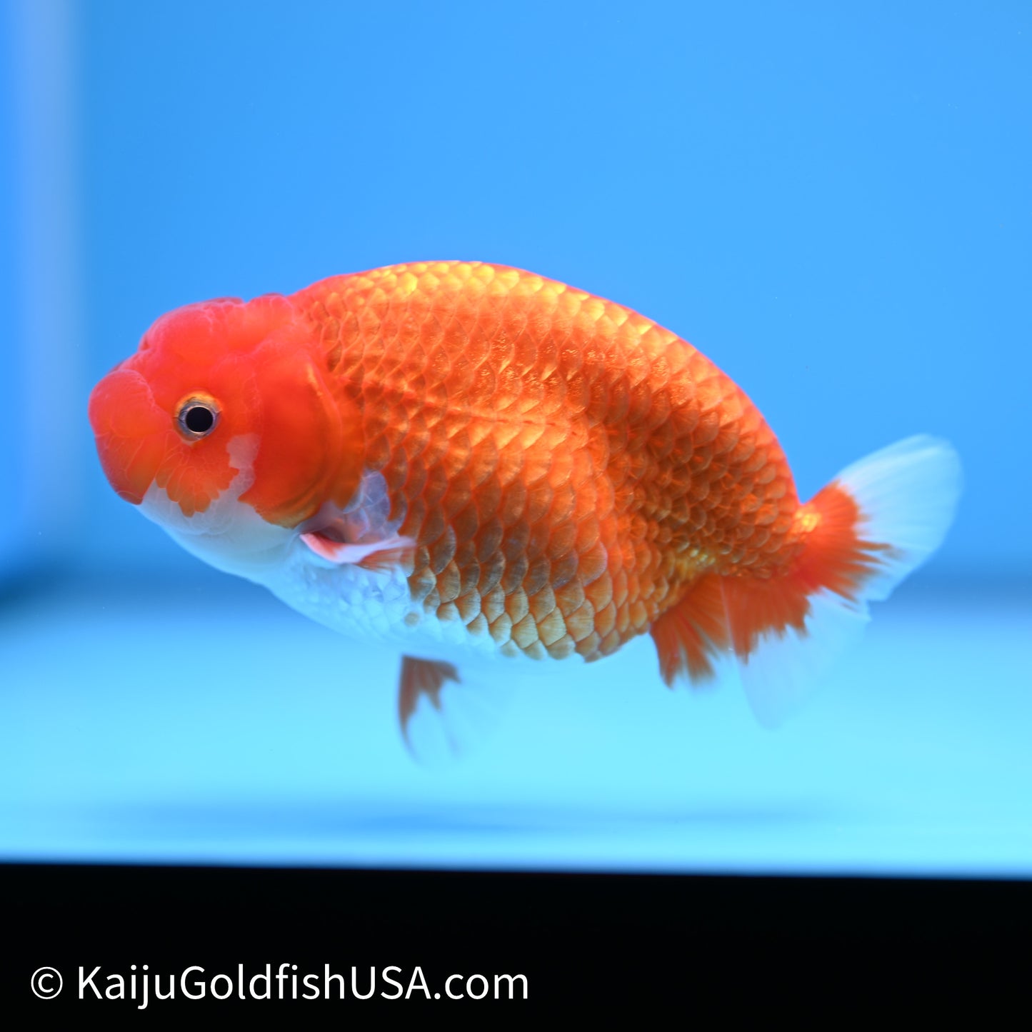 Red White Buffalo Ranchu 4in Body (240621_RC06) - Please Read Description - Kaiju Goldfish USA