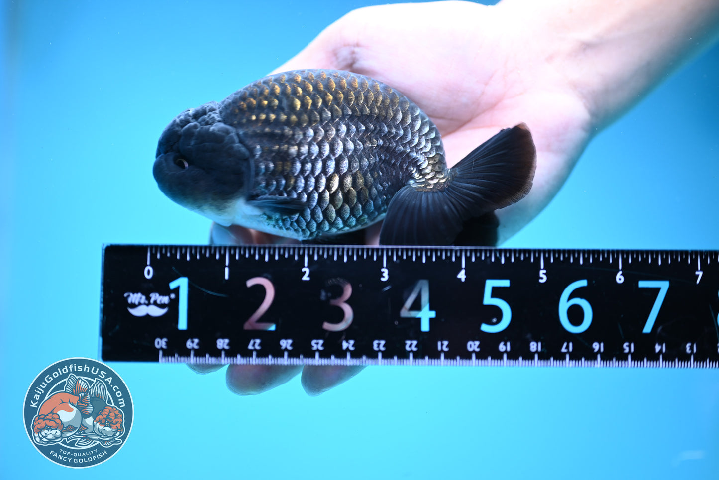 Sapphire / Platinum Ranchu 4 inch Body (250919_RC06)