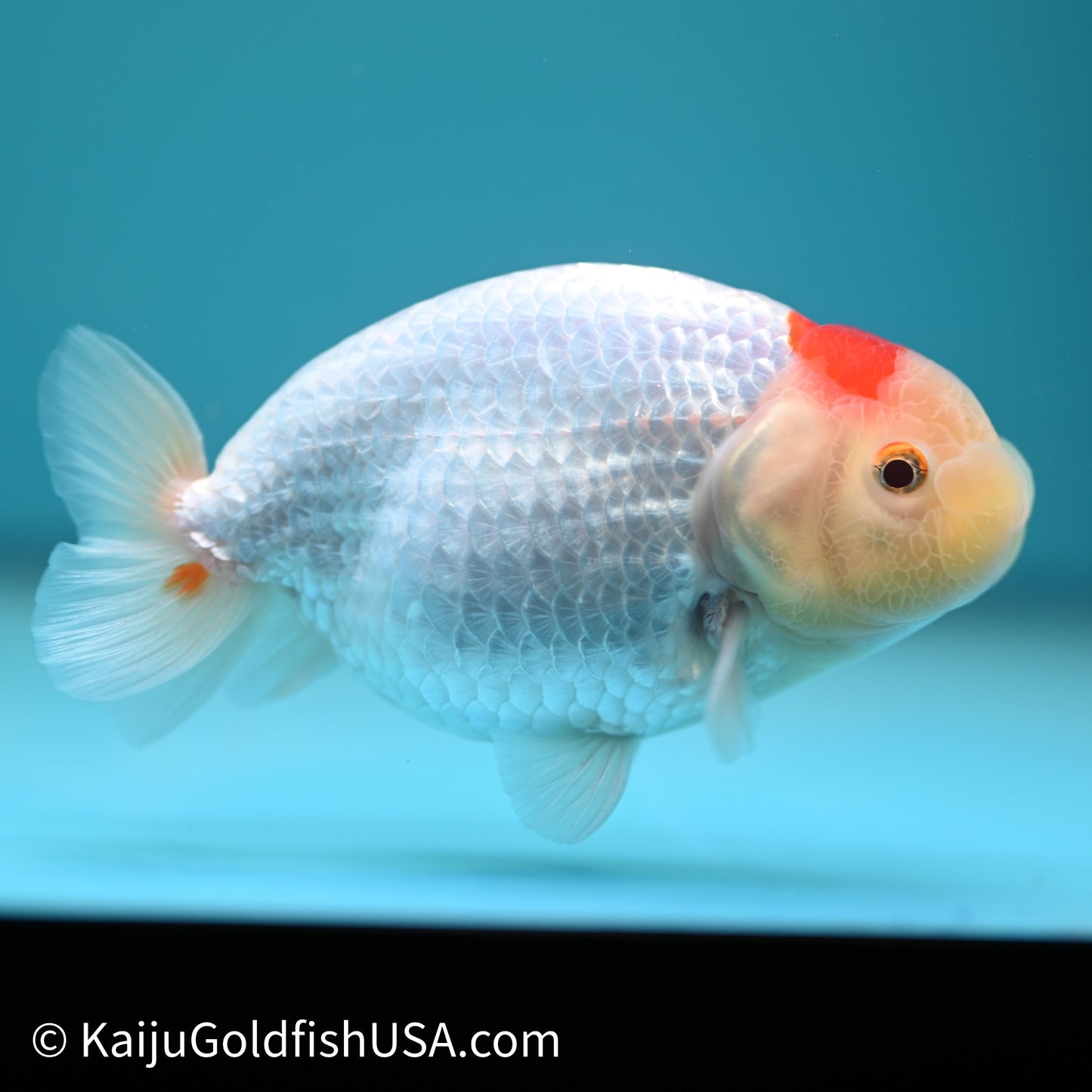 Tancho Red White Buffalo Ranchu 4in Body (240614_RC06) - Kaiju Goldfish USA