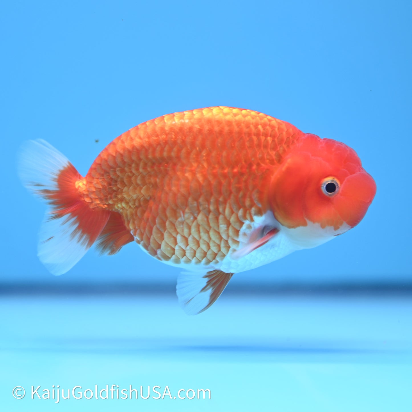 Red White Buffalo Ranchu 4in Body (240621_RC06) - Please Read Description - Kaiju Goldfish USA