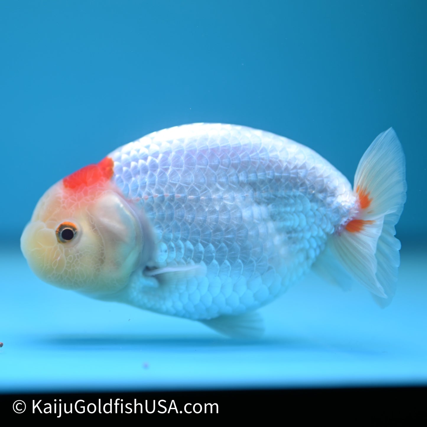 Tancho Red White Buffalo Ranchu 4in Body (240614_RC06) - Kaiju Goldfish USA