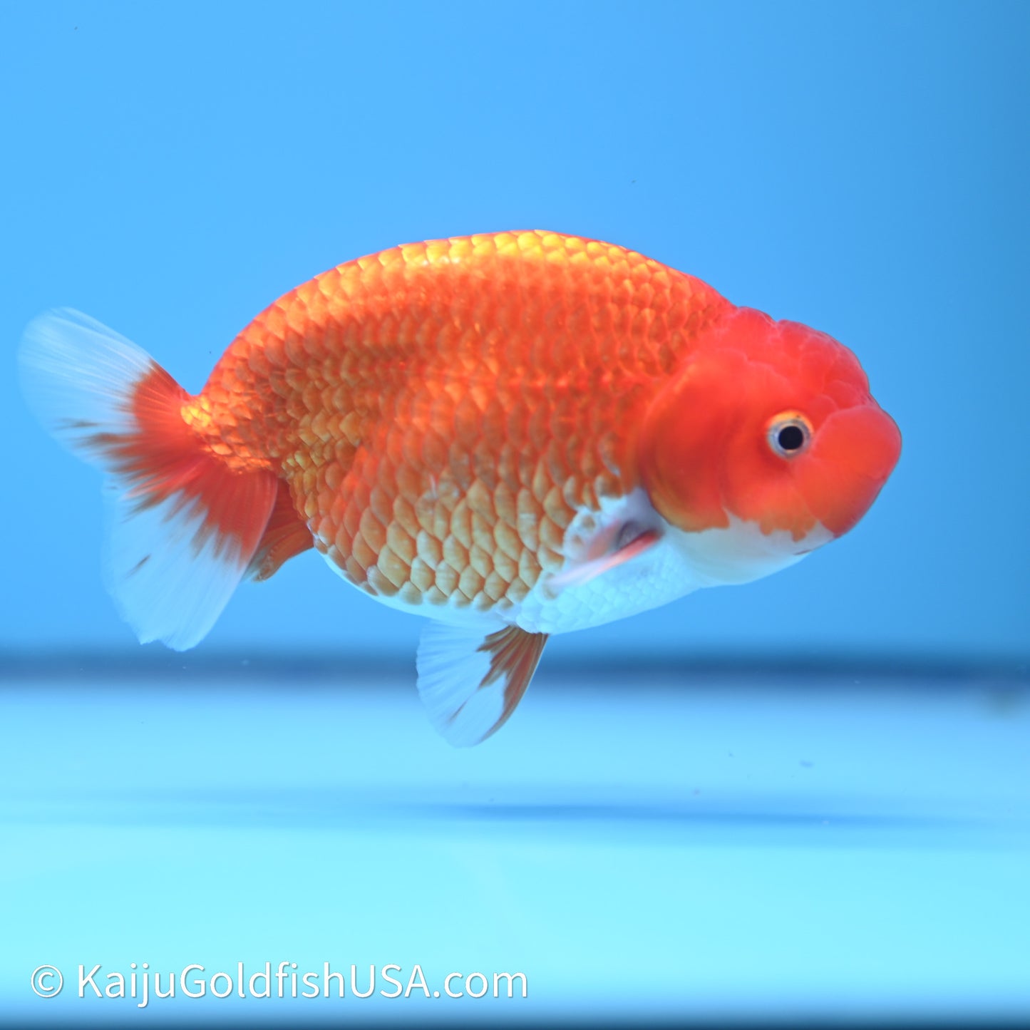 Red White Buffalo Ranchu 4in Body (240621_RC06) - Please Read Description - Kaiju Goldfish USA