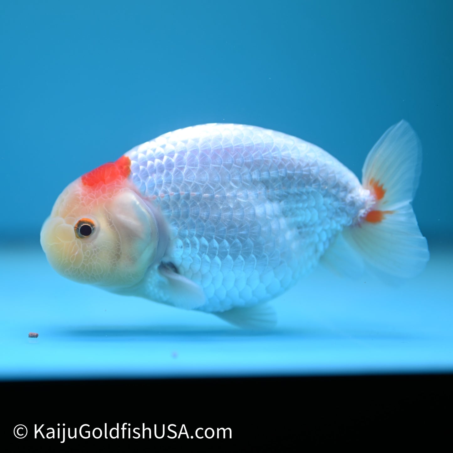 Tancho Red White Buffalo Ranchu 4in Body (240614_RC06) - Kaiju Goldfish USA