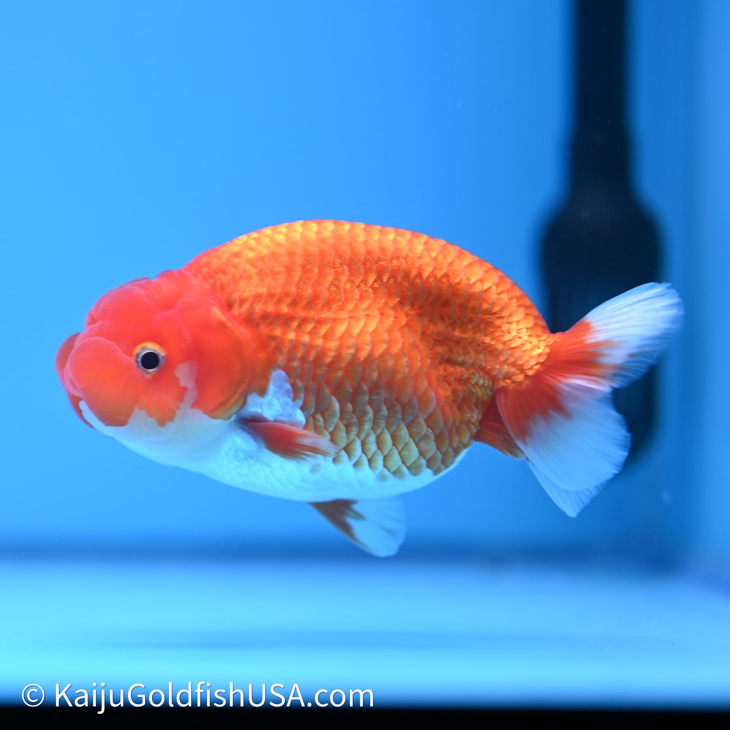 Red White Buffalo Ranchu 4in Body (240621_RC06) - Please Read Description - Kaiju Goldfish USA