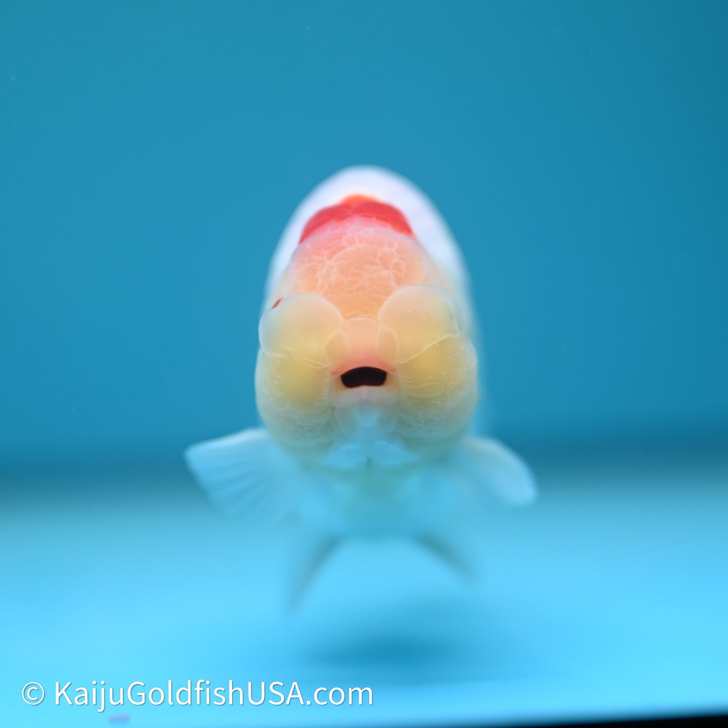 Tancho Red White Buffalo Ranchu 4in Body (240614_RC06) - Kaiju Goldfish USA