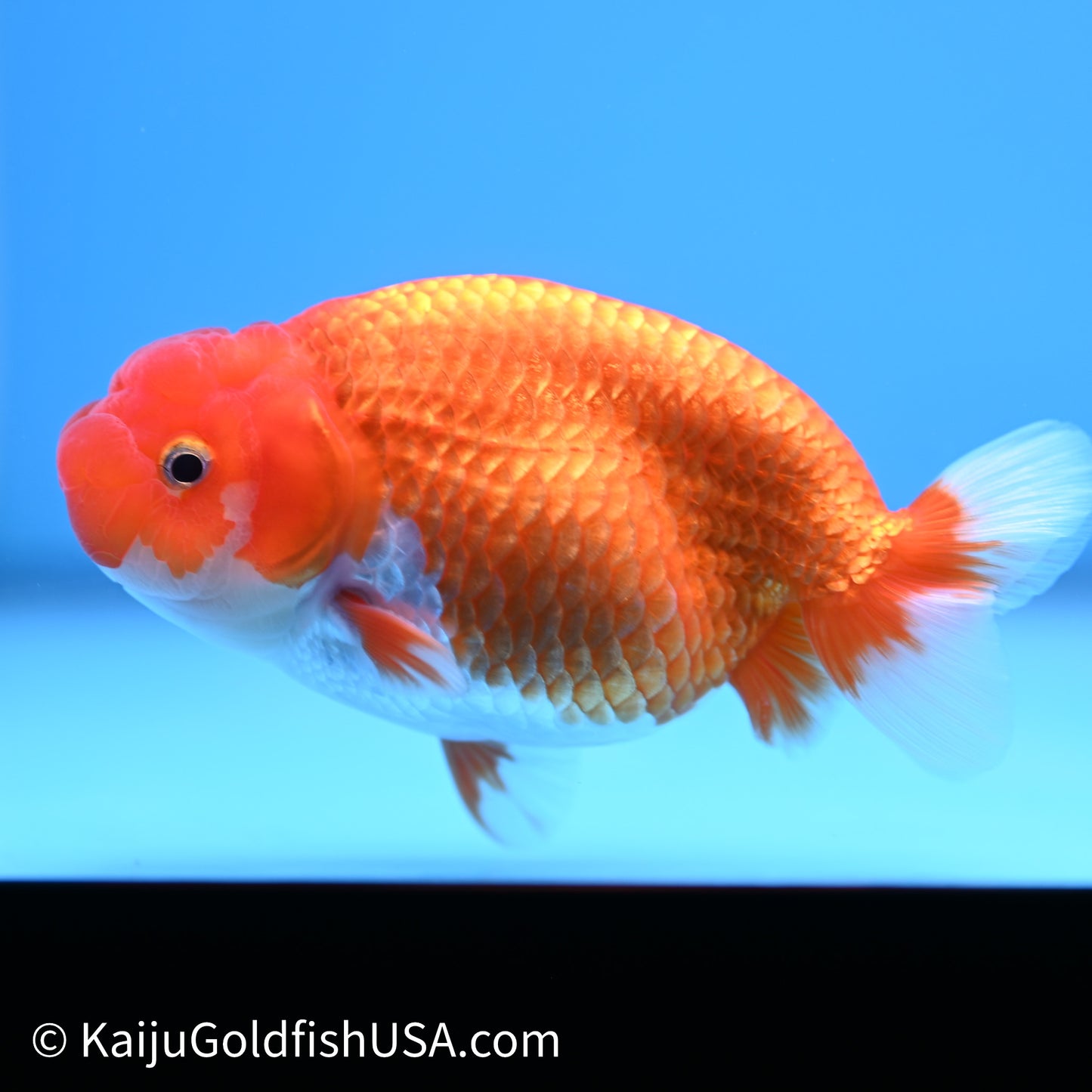 Red White Buffalo Ranchu 4in Body (240621_RC06) - Please Read Description - Kaiju Goldfish USA