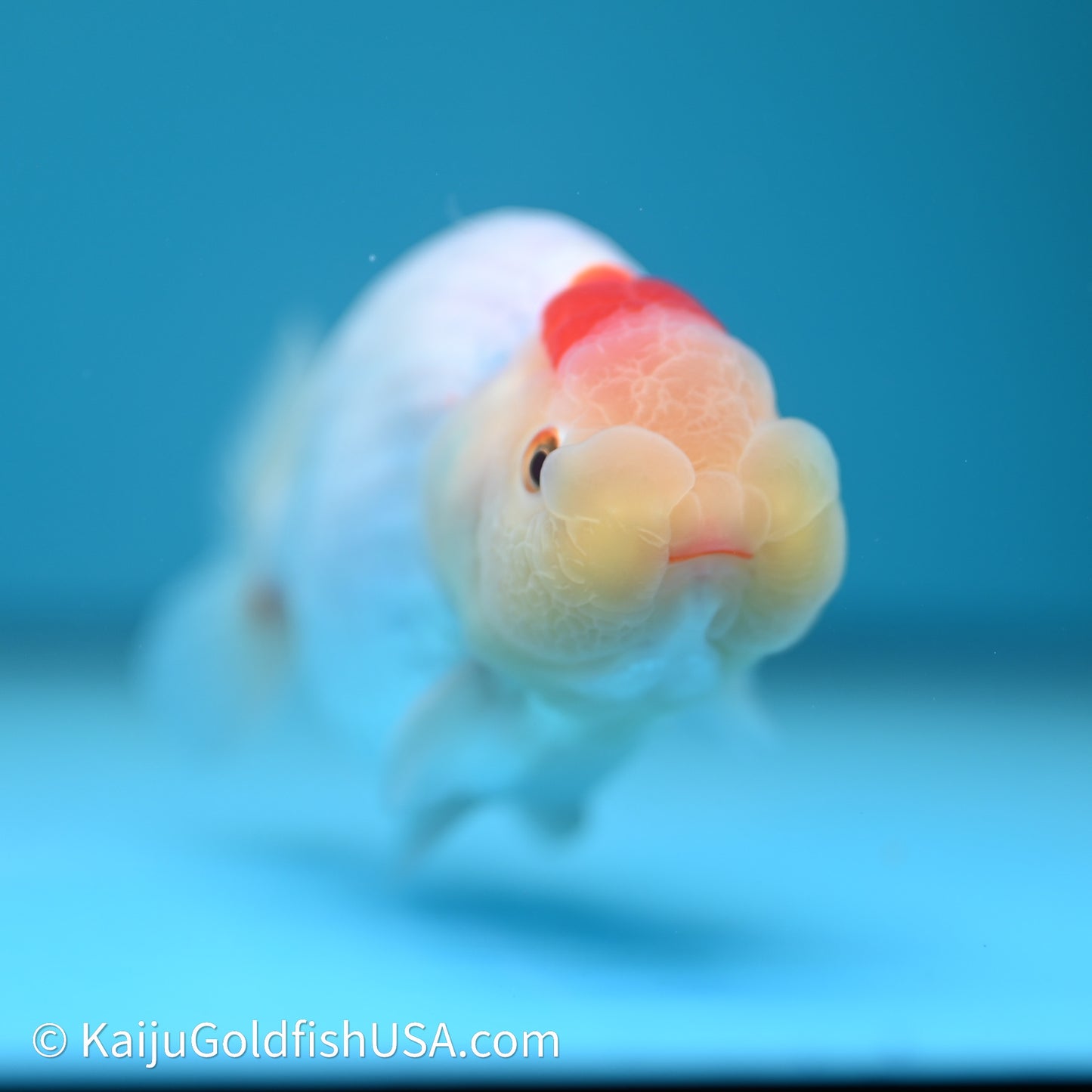 Tancho Red White Buffalo Ranchu 4in Body (240614_RC06) - Kaiju Goldfish USA