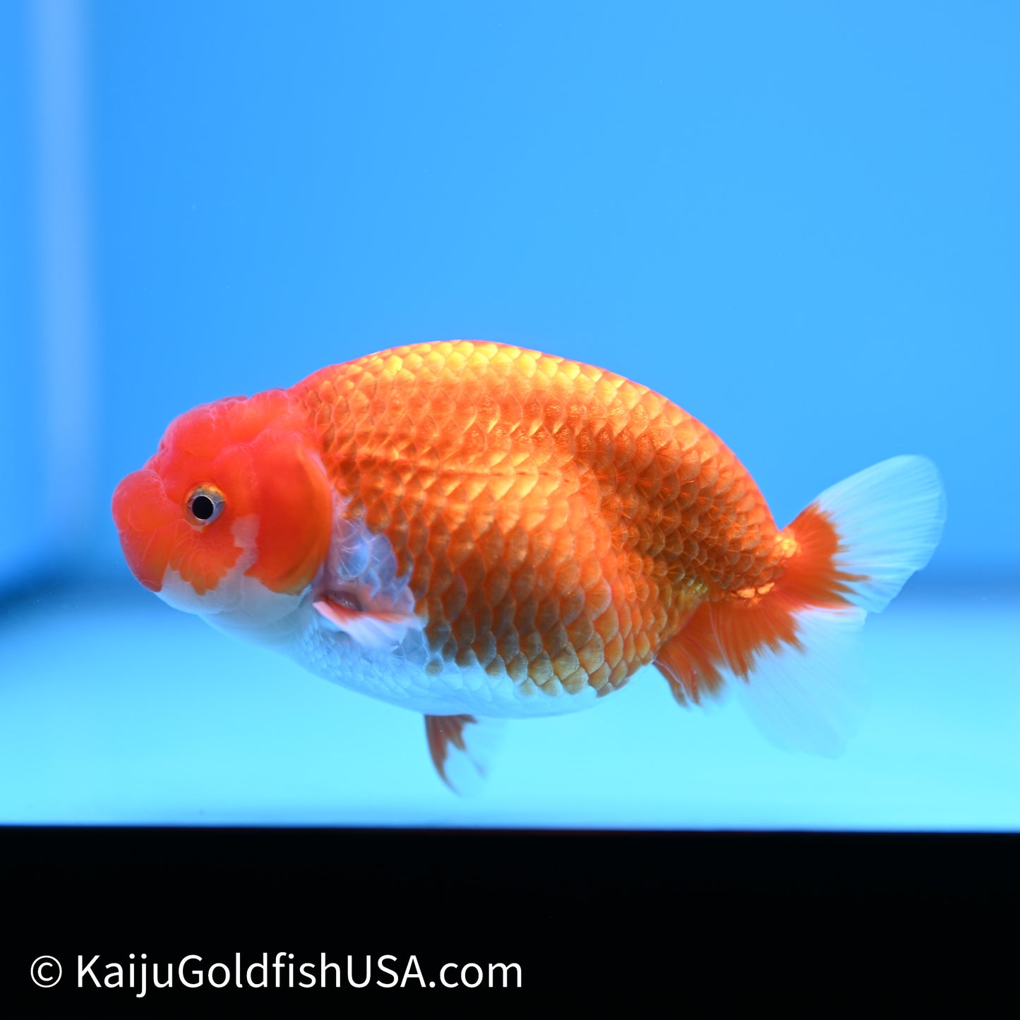 Red White Buffalo Ranchu 4in Body (240621_RC06) - Please Read Description - Kaiju Goldfish USA