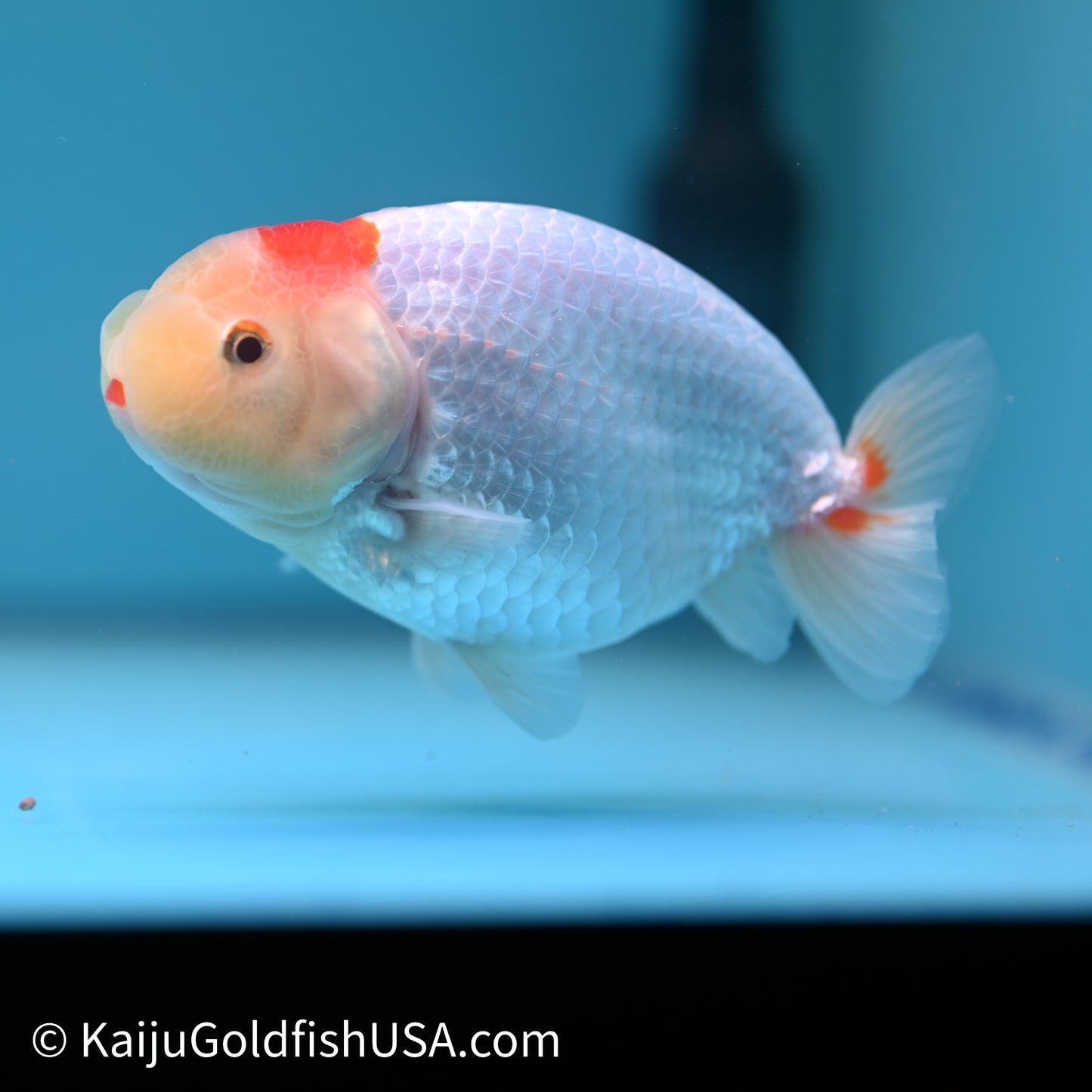 Tancho Red White Buffalo Ranchu 4in Body (240614_RC06) - Kaiju Goldfish USA